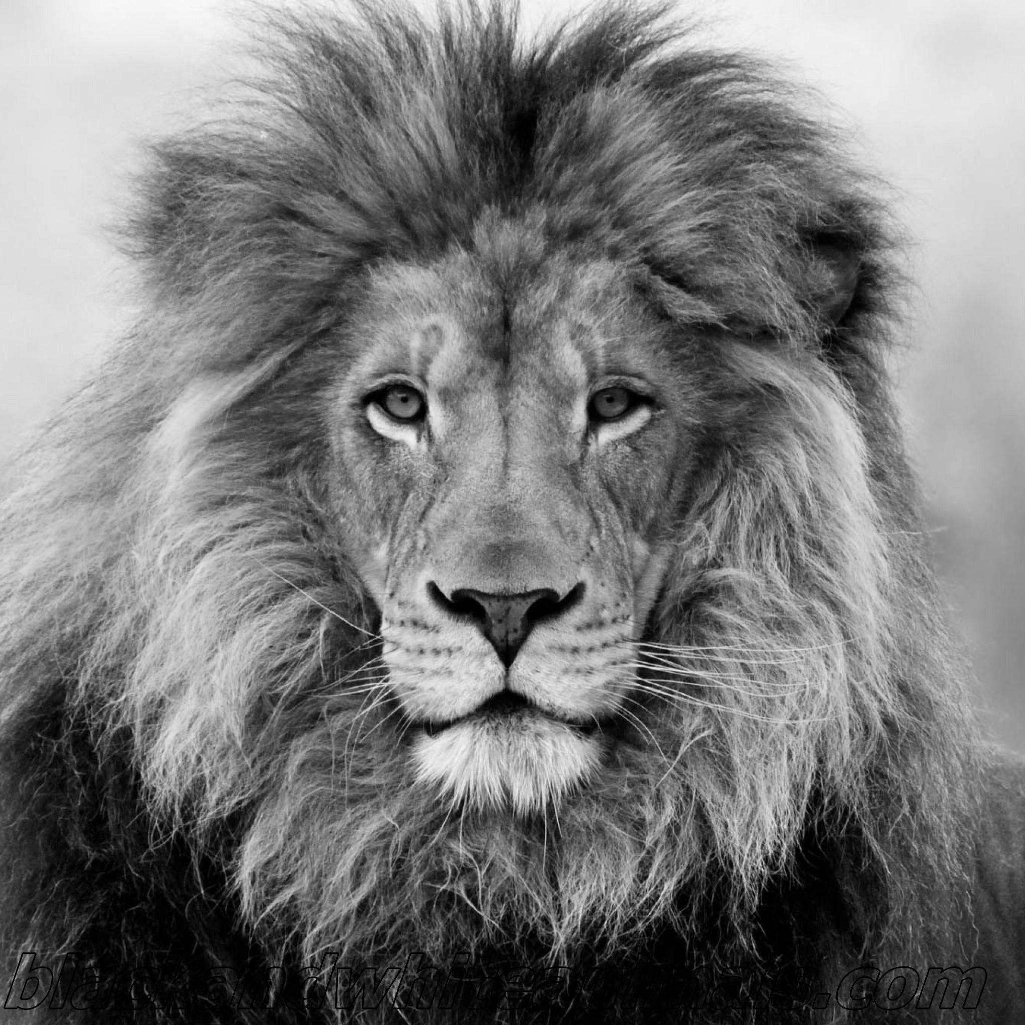 2048x2048 Wallpaper Black Lion