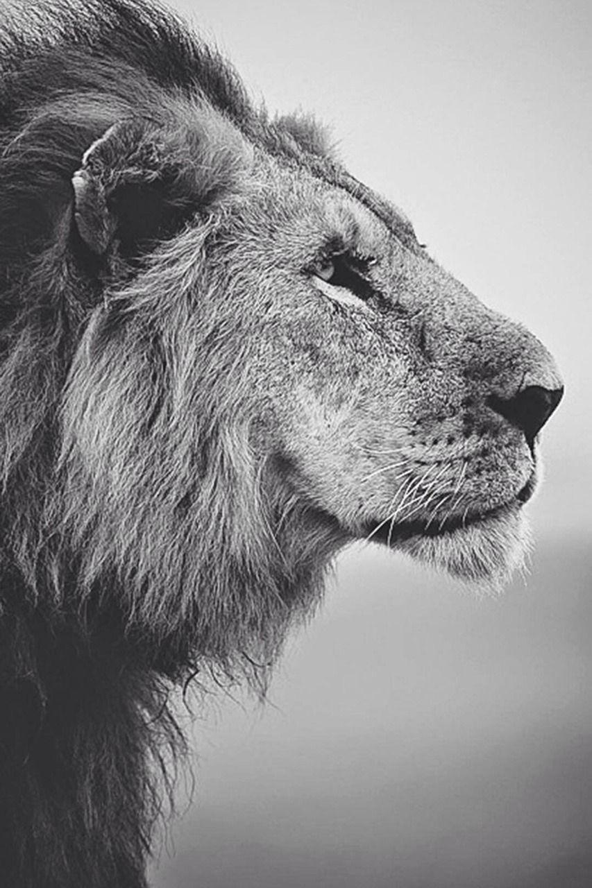 853x1280 Black And White Wallpaper Magic Lion Fantasy Lions Wallpaper M E D I E V A L D R E A M S