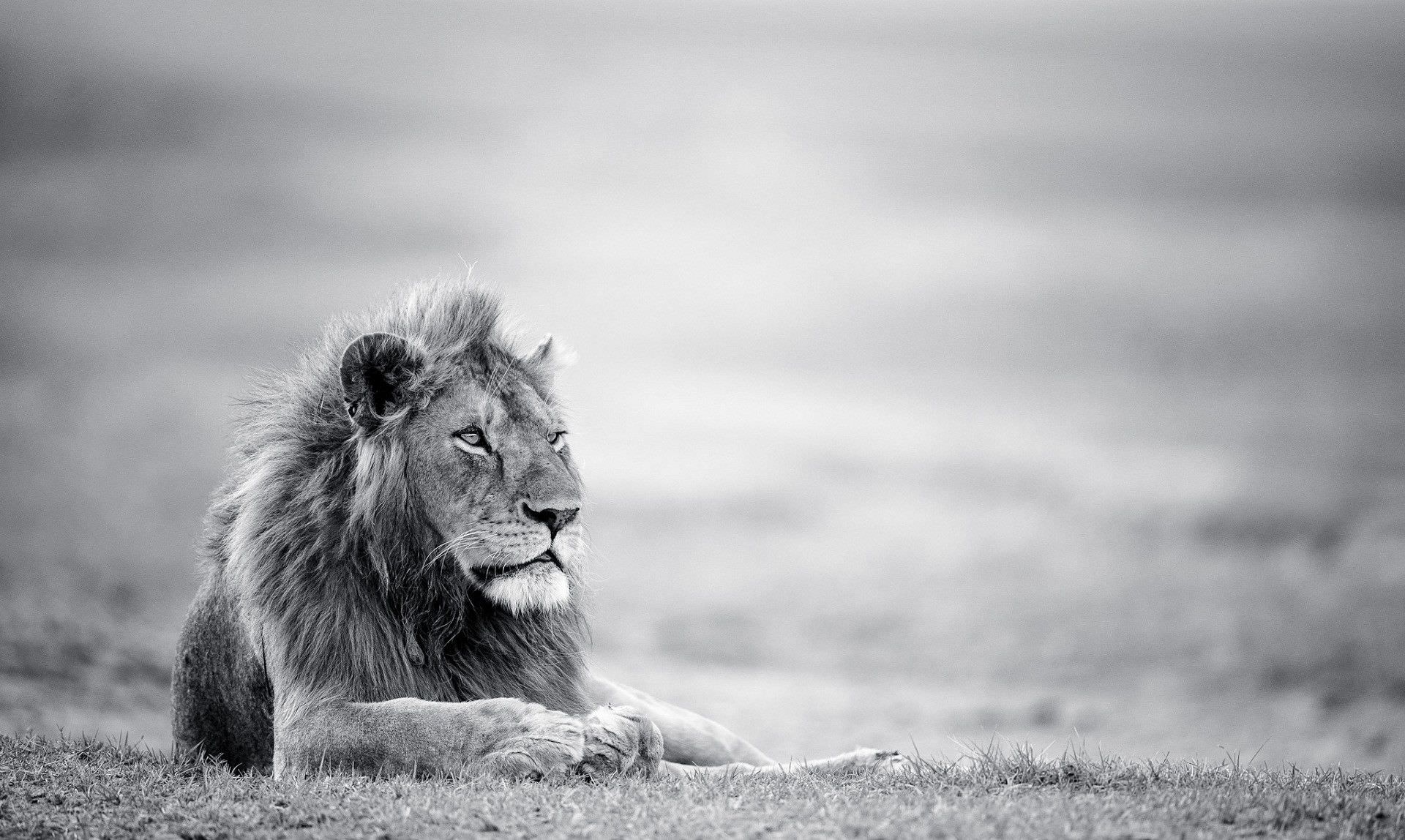 1920x1148 Black And White Lion Wallpaper
