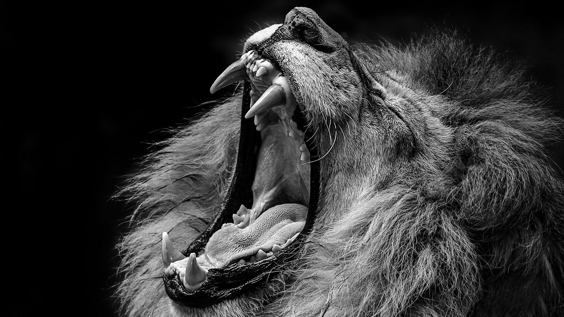 1920x1080 Black And White Art Lions Wallpaper & Background