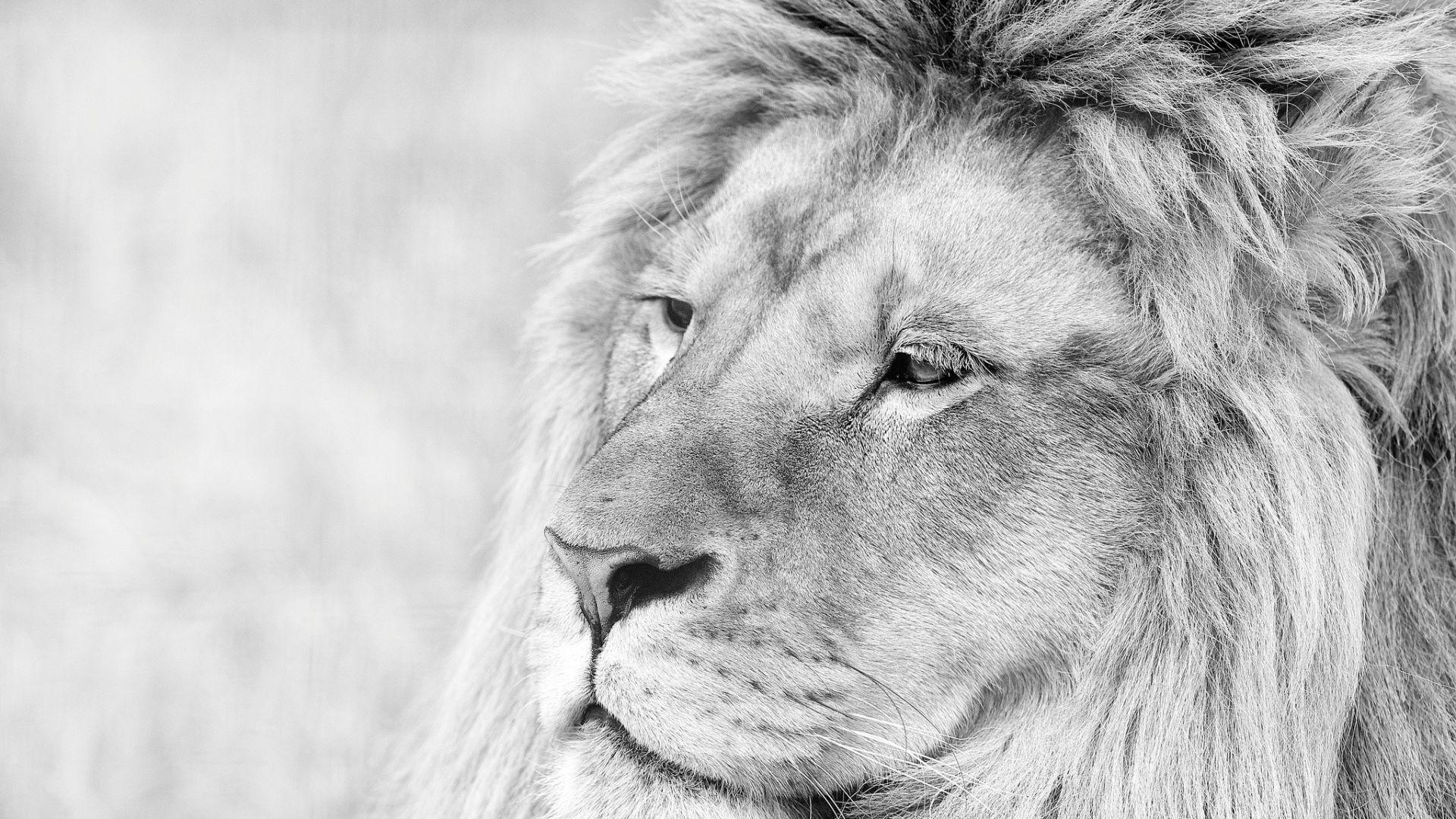 1920x1080 Lion Black and White Wallpaper