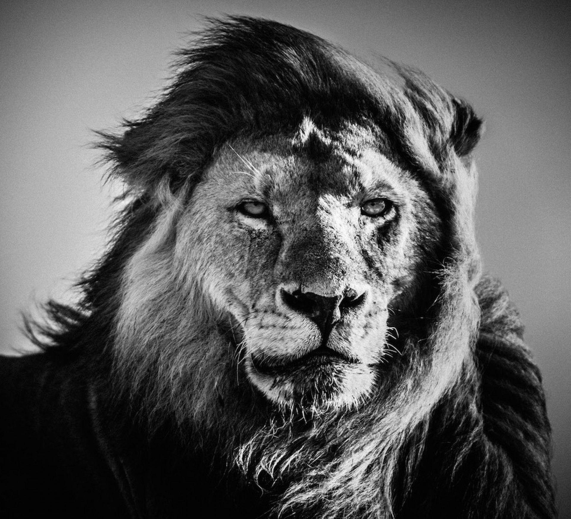 1920x1745 Download Black And White Photography Lion Wallpaper