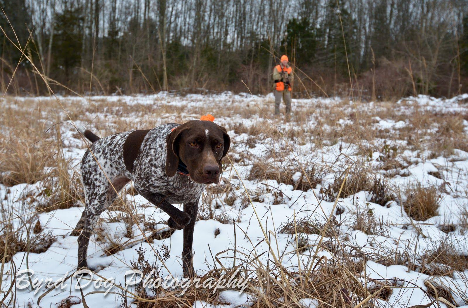 Upland Bird Hunting Wallpapers Top Free Upland Bird Hunting