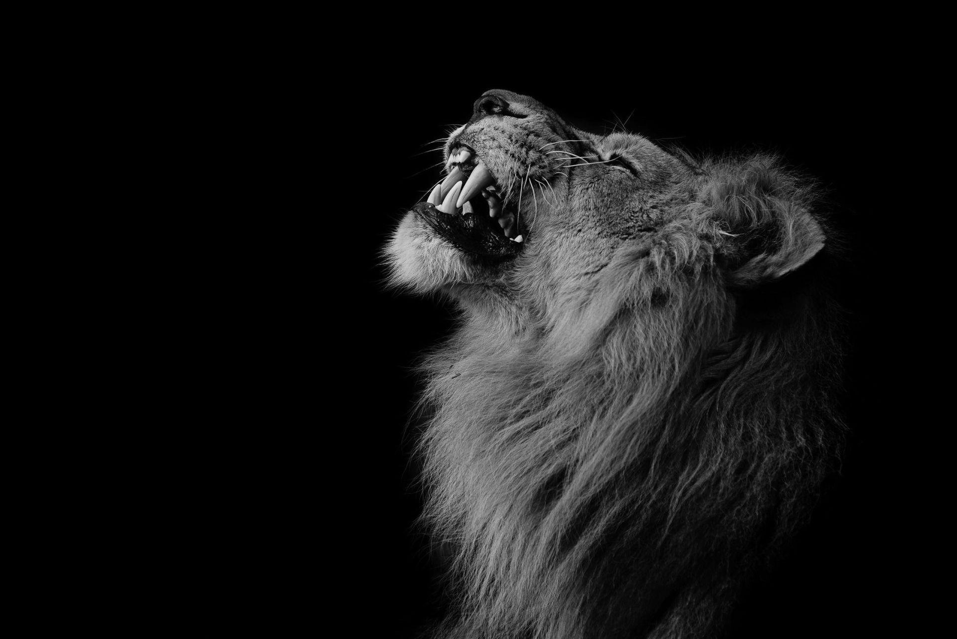 1920x1281 Lion Black and White Wallpaper