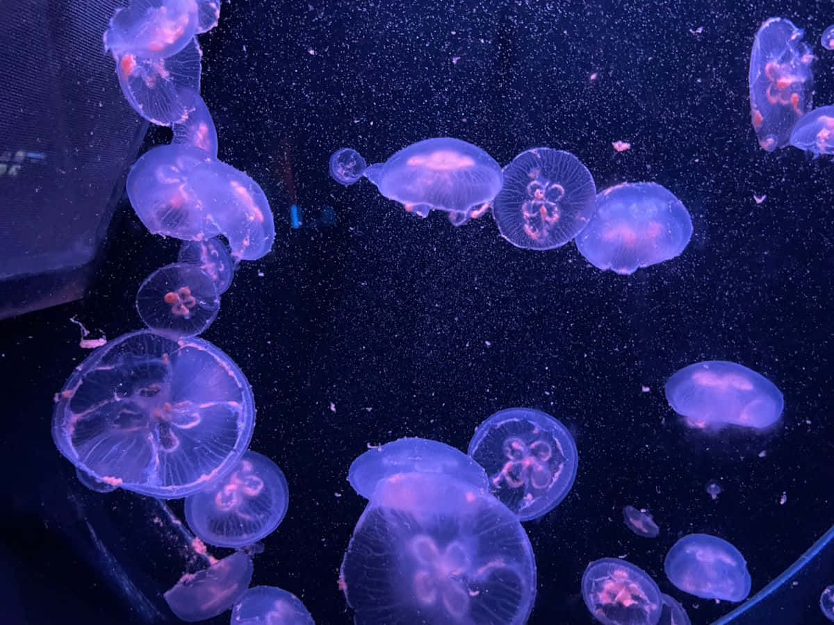 1200x900 Download Moon Jellyfish Under Purple Light Wallpaper