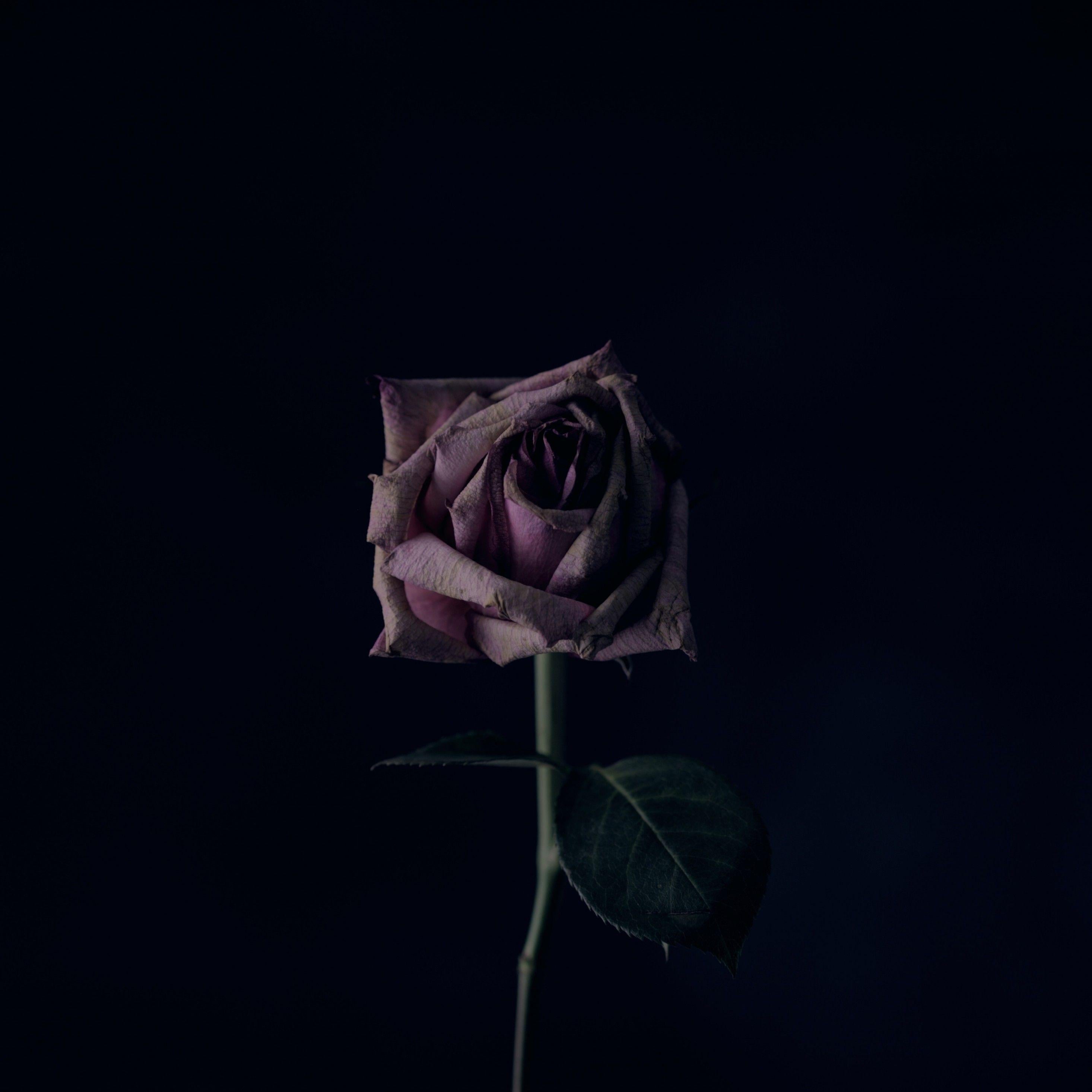 Rose iPad Wallpapers Top Free Rose iPad Backgrounds WallpaperAccess