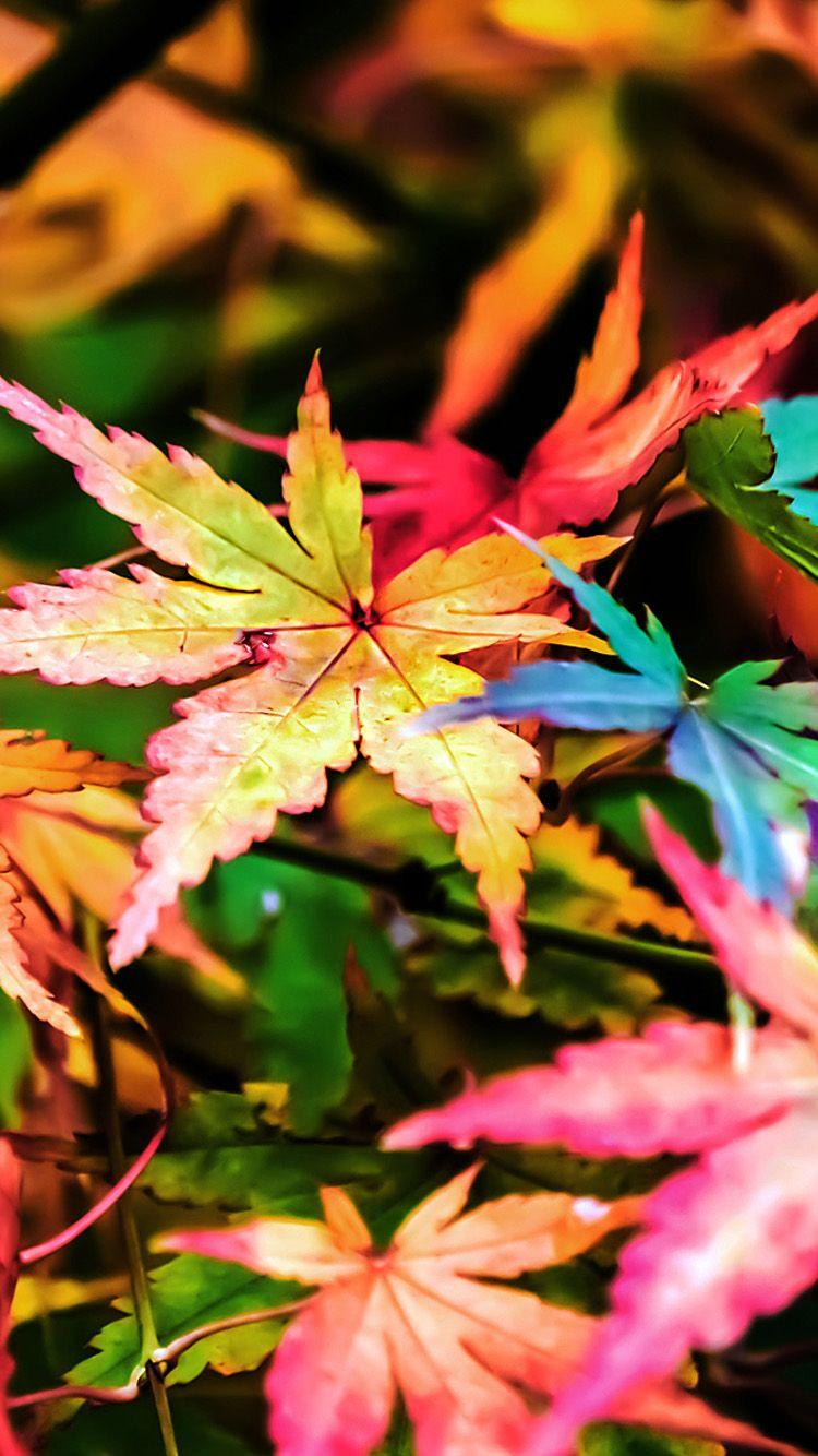 750x1334 Leaf Wallpaper iPhone HD Wallpaper For iPhone, Download