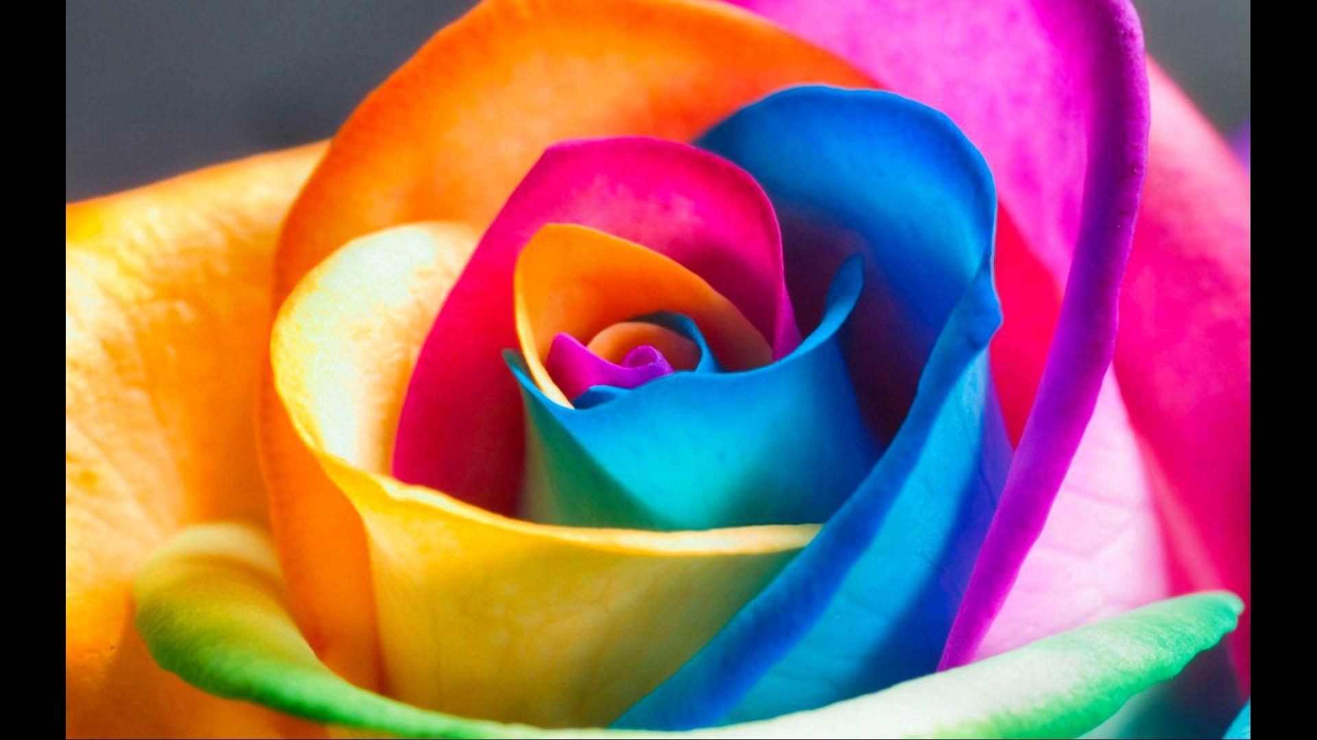 1920x1080 Rose. Super Wallpaper for Android