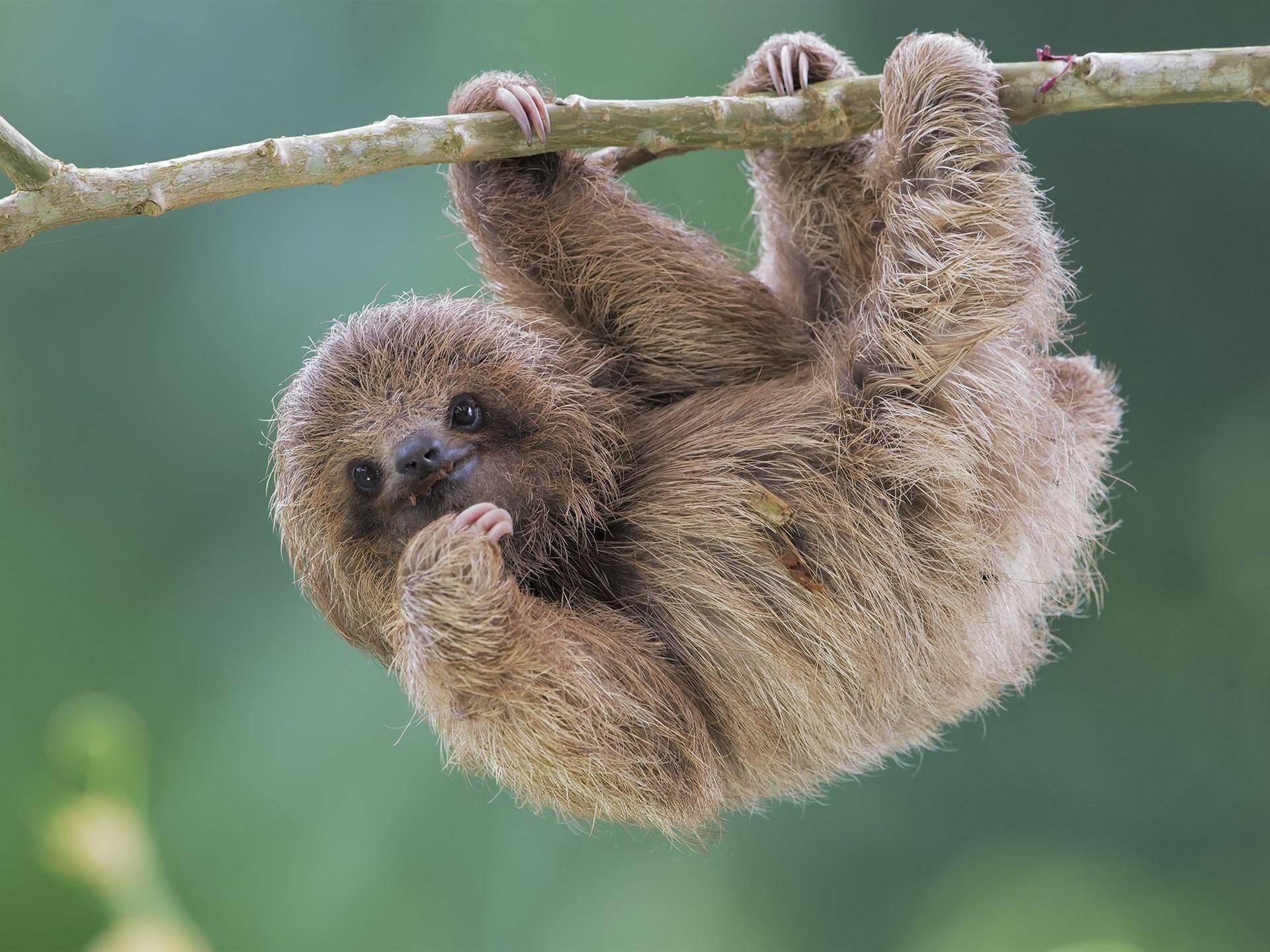 Baby Sloth Wallpapers - Top Những Hình Ảnh Đẹp