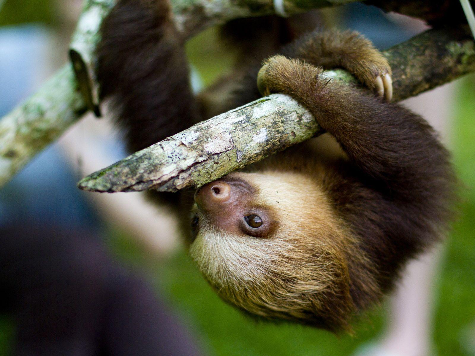 sad baby sloth
