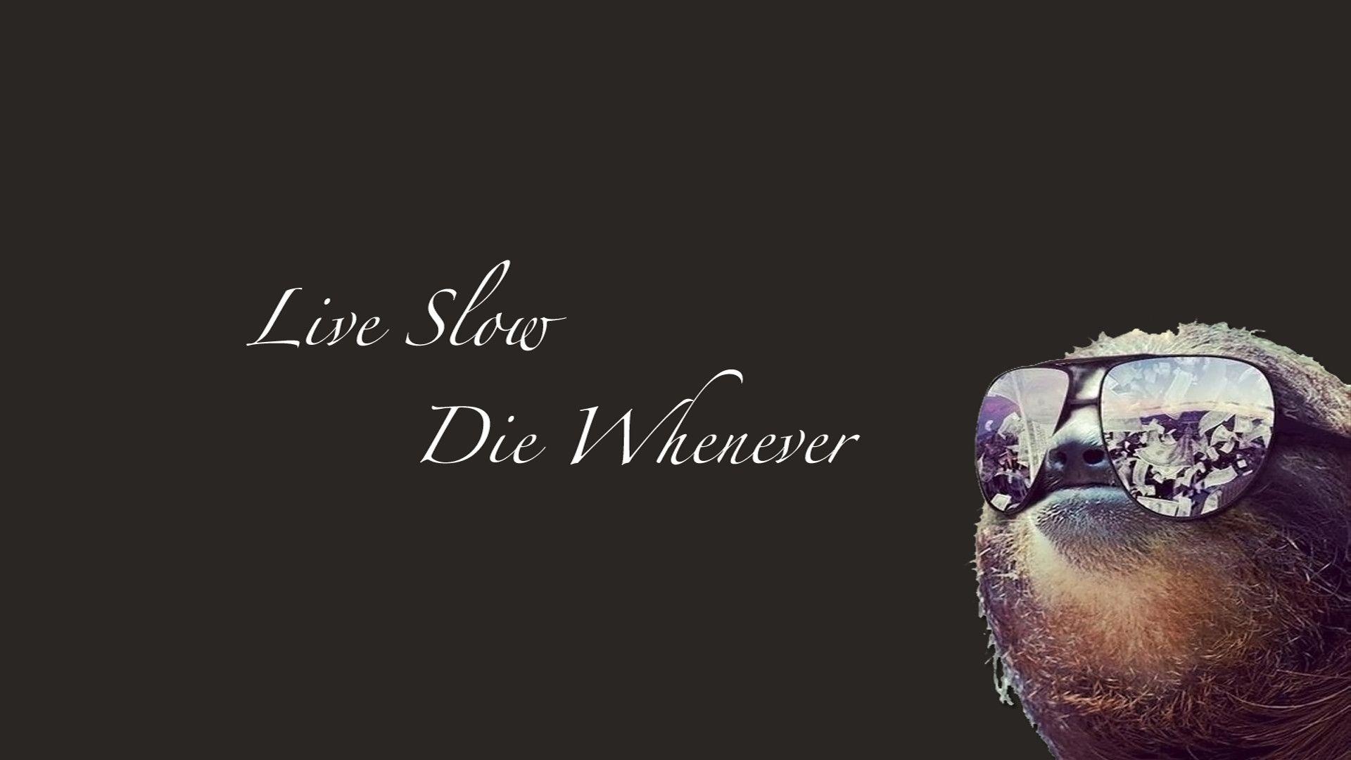 1920x1080 Funny Sloth Wallpaper