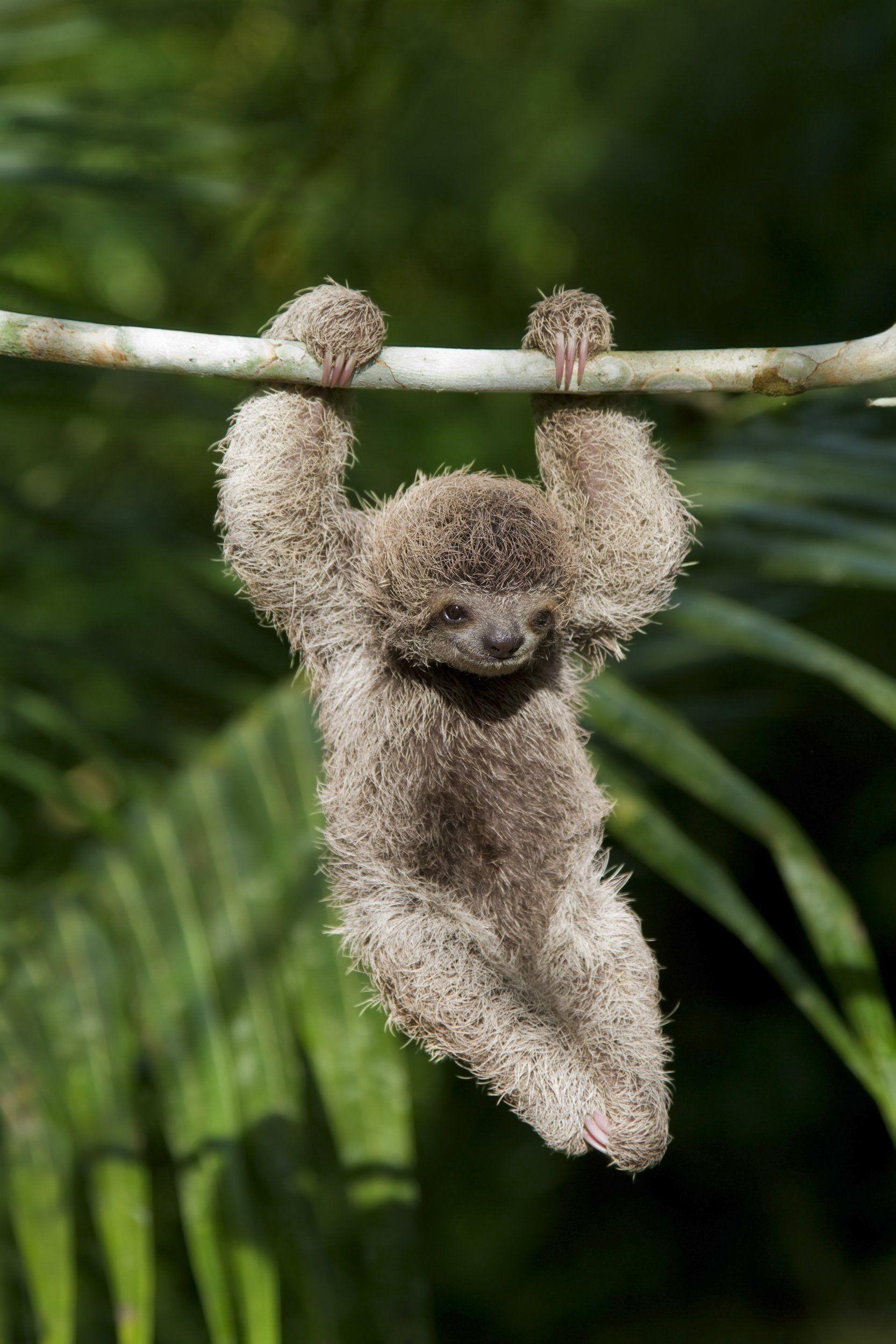 Hình nền 1667x2500 Baby Sloth