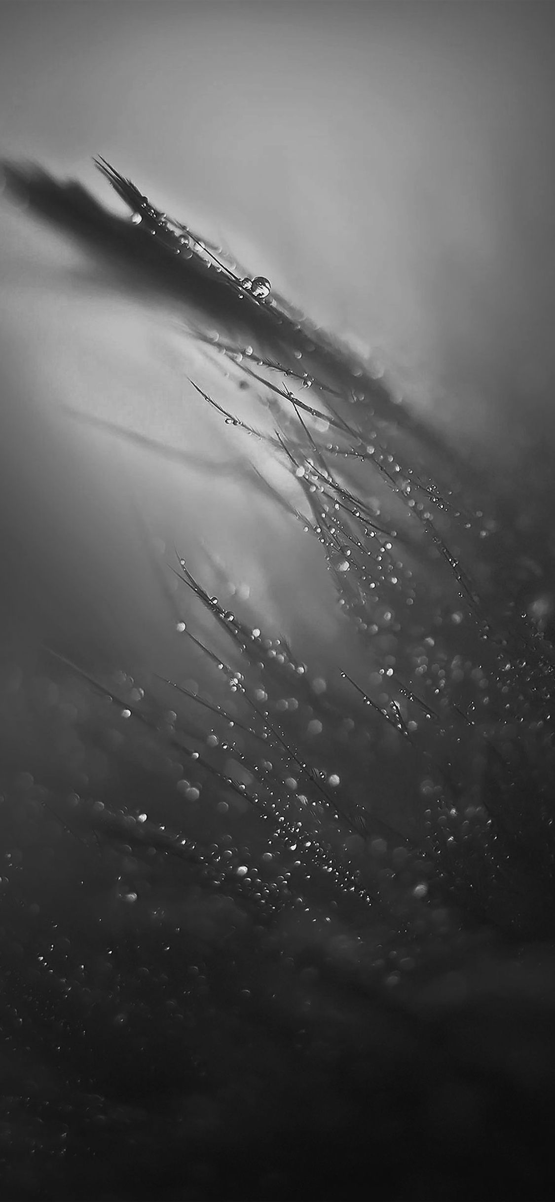 1125x2436 iPhone X wallpaper. nature rain drop leaf dark bw soft pattern
