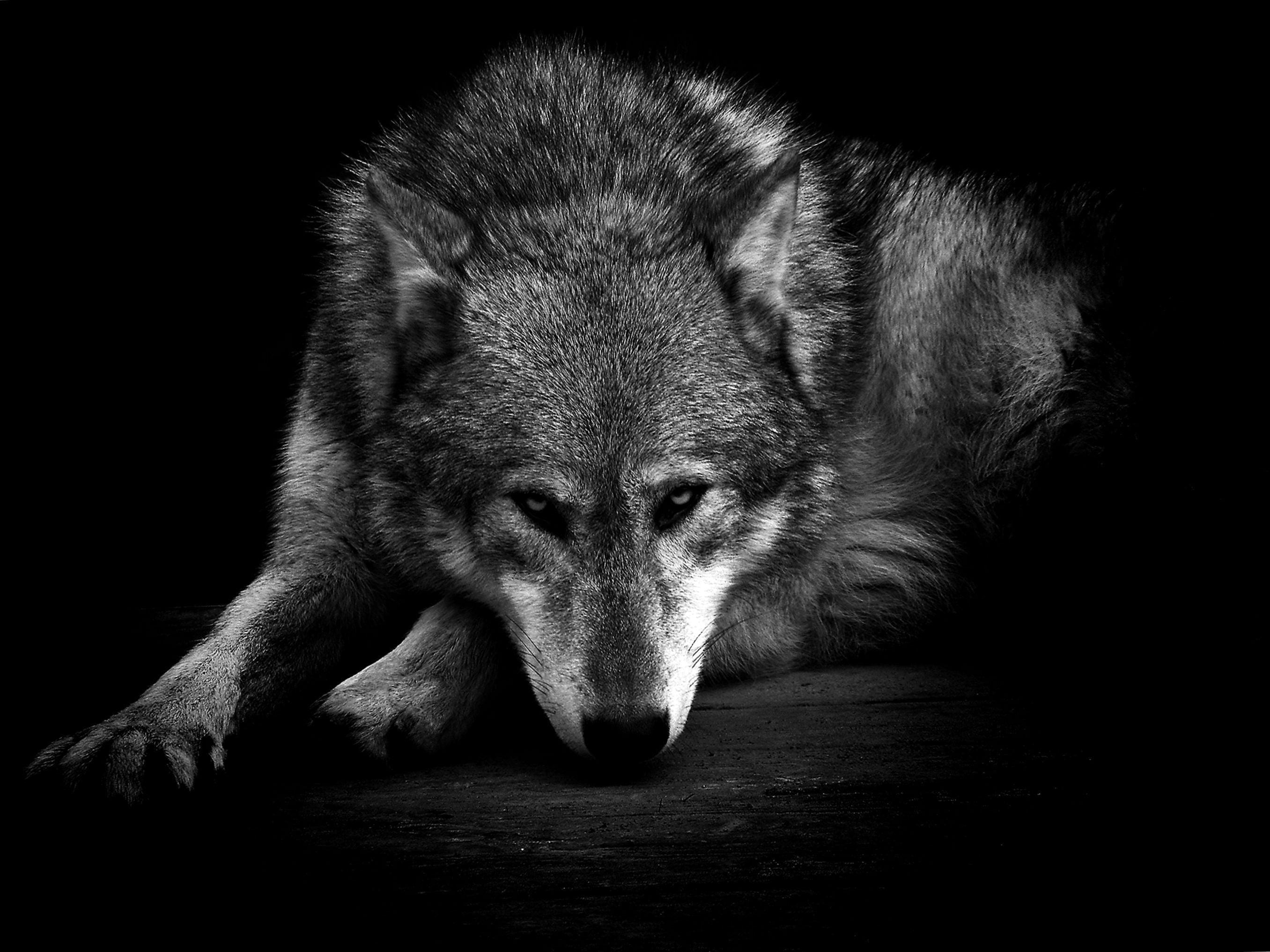 2712x2034 Dark Wild Wolf Hình nền Wolf Wallpaper.Pro