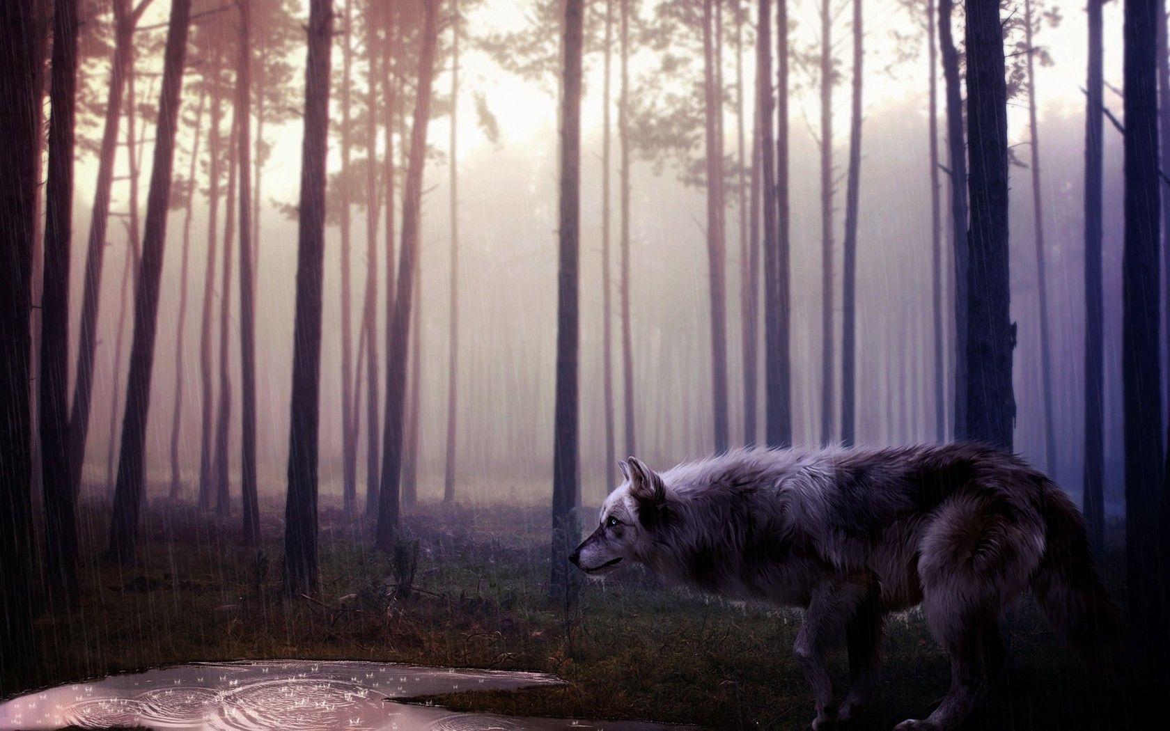 1680x1050 Wild Wolf 1680x1050 Resolution HD 4k Wallpaper, Image