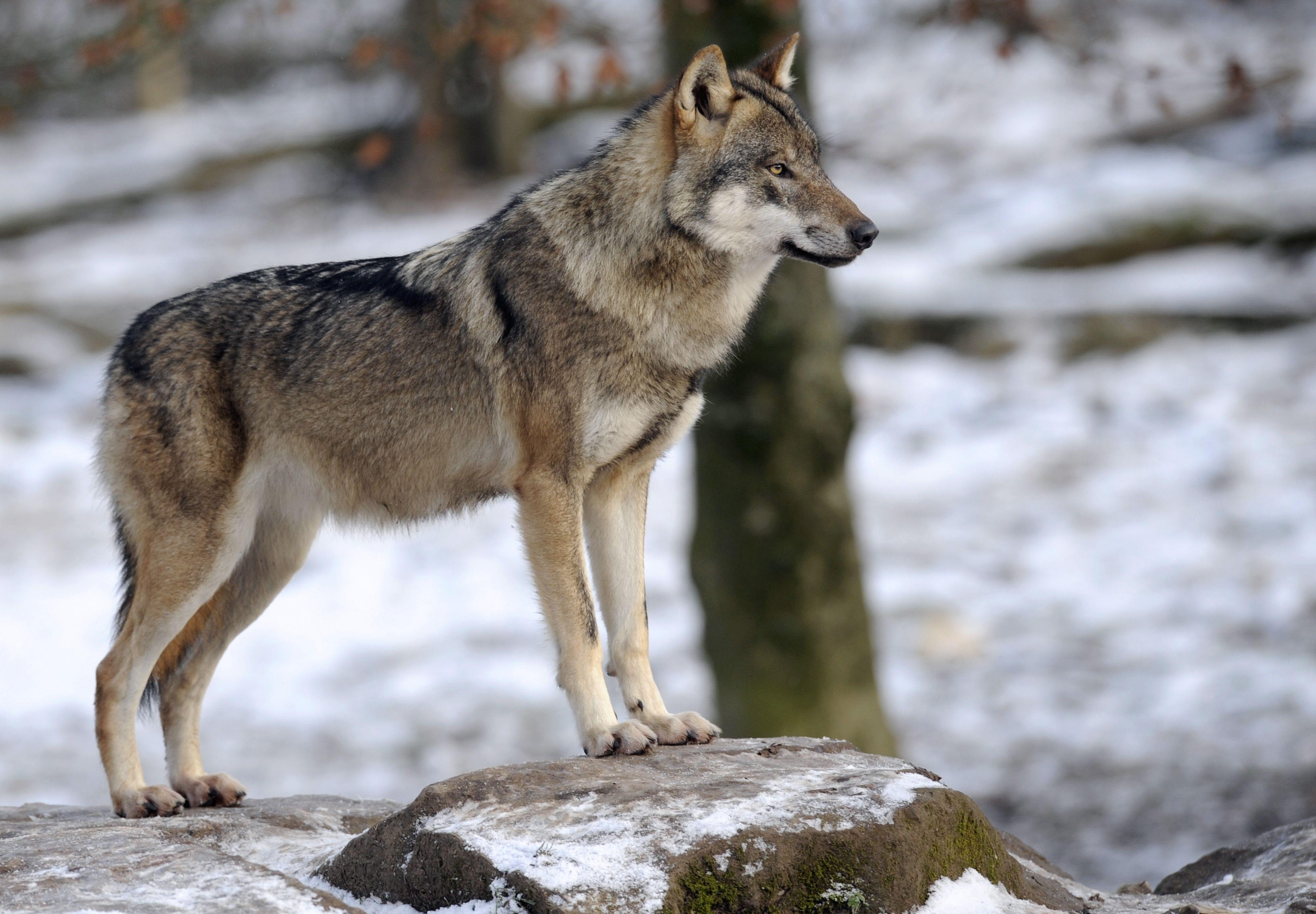 3900x2710 Free photo: Wild Wolf, Animal, Jungle