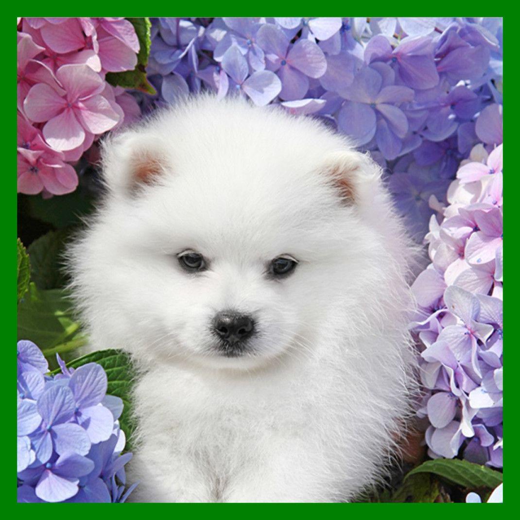 1070x1070 Appealing Japanese Spitz In Flowers Photo And Wallpaper Pic Of Cute