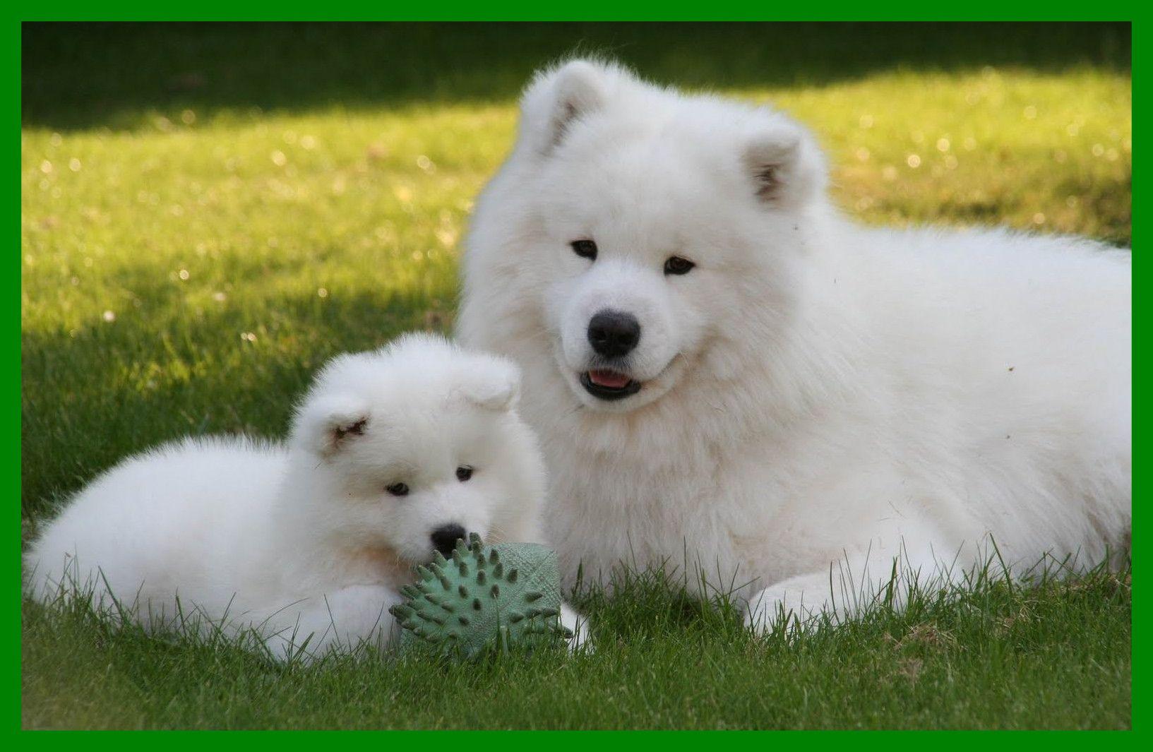 1633x1065 Amazing The Top Fluffiest Dog Breeds That Ever Floofed Barkpost