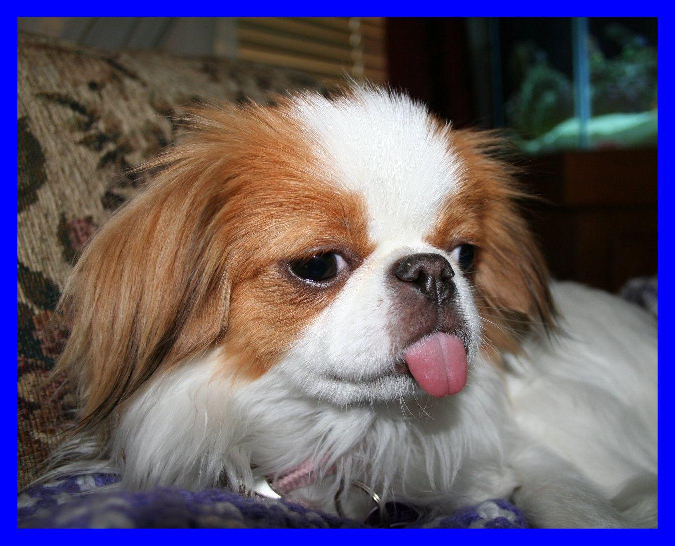 1348x1092 Shocking Japanese Chin Wallpaper Image For Cute Puppy Breeds With