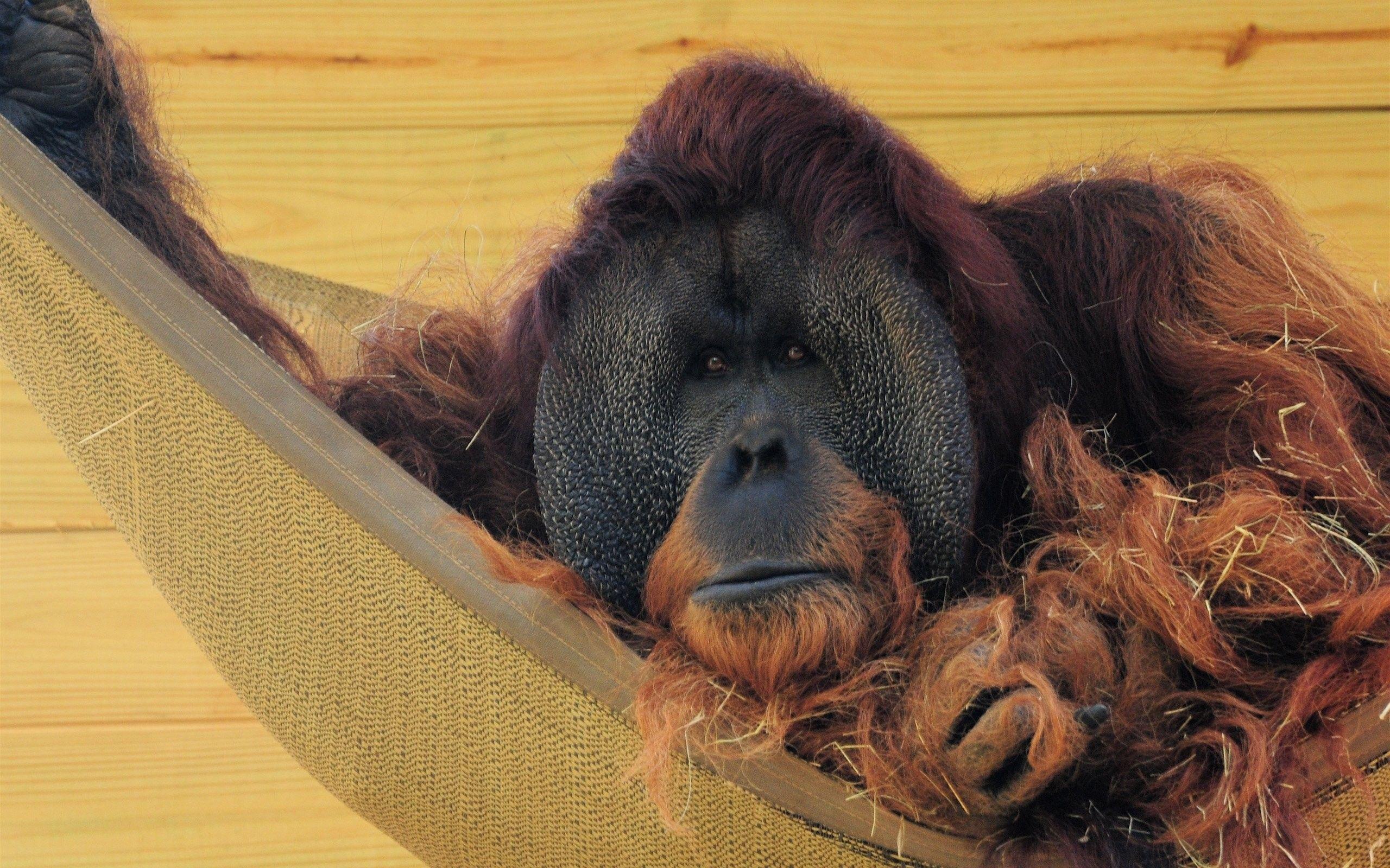 2560x1600 Animals: Chimpanzee Free Animal Cartoon Wallpaper for HD 16:9 High