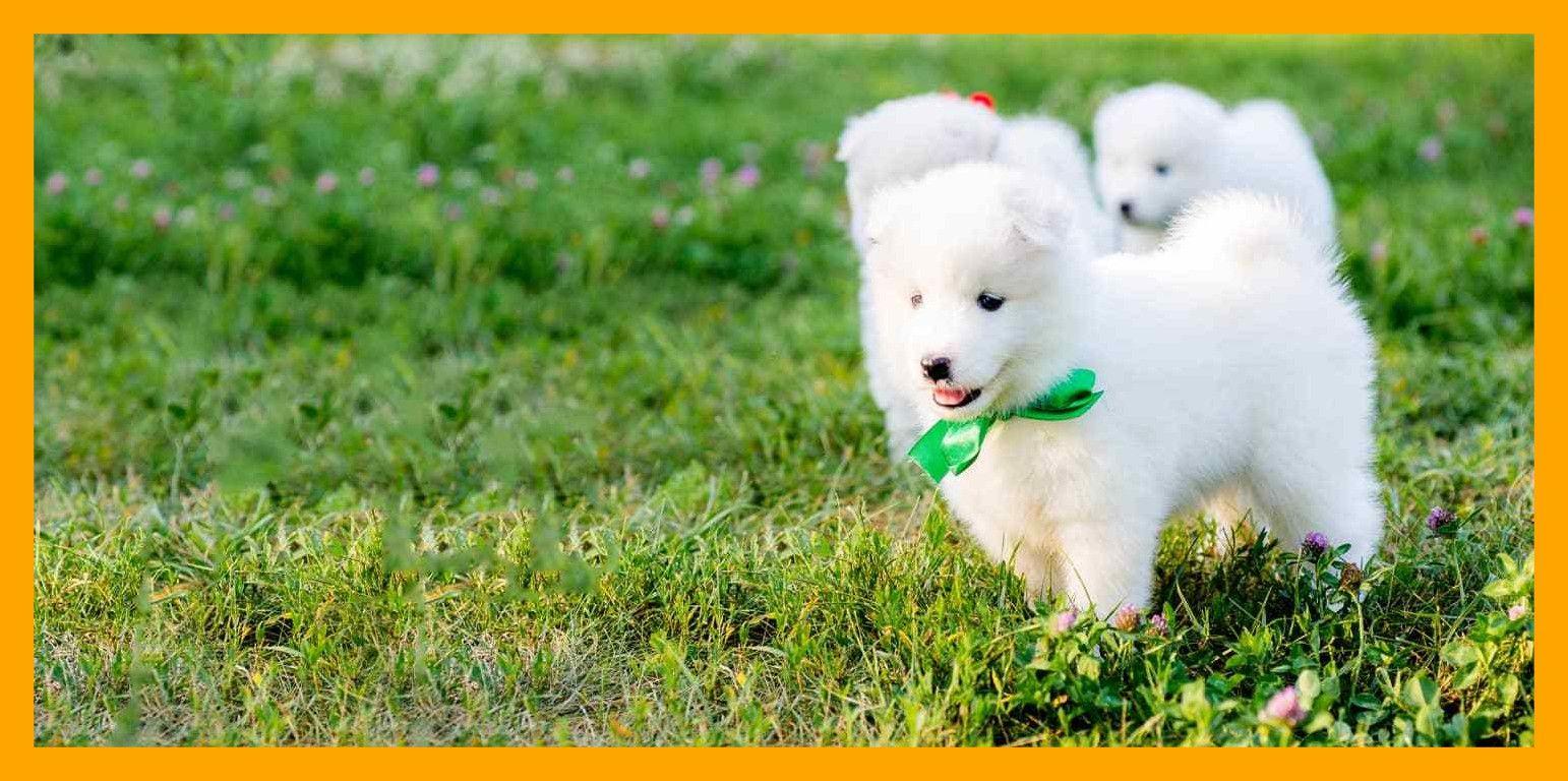 1542x768 Appealing Japanese Dog Wag Of Cute Puppy Name Concept And Style Cute
