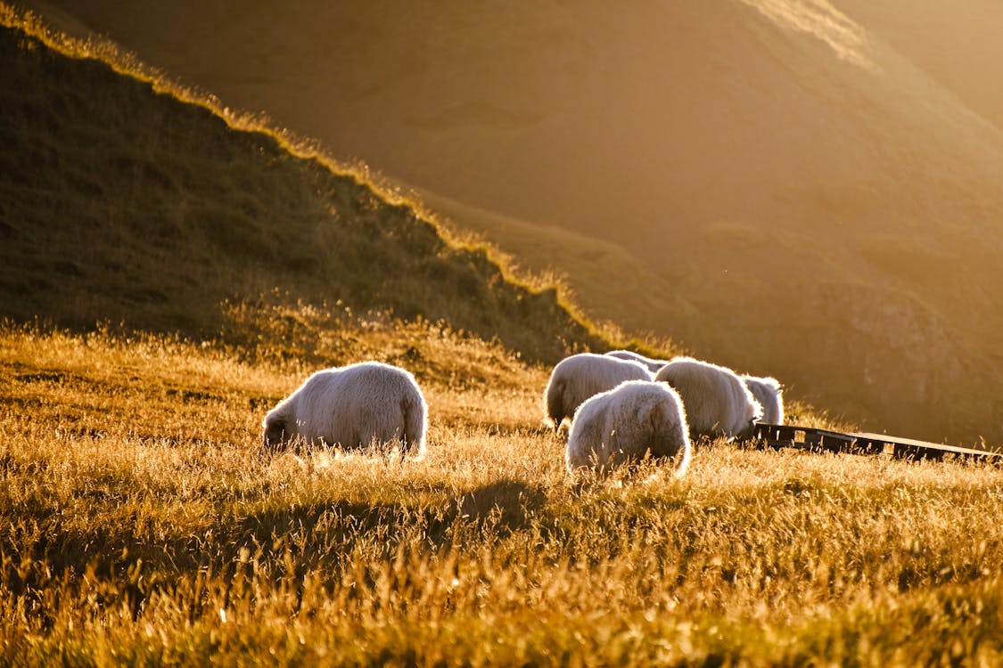1125x750 Golden Hour Sheep Grazing in Scenic Hillside · Free