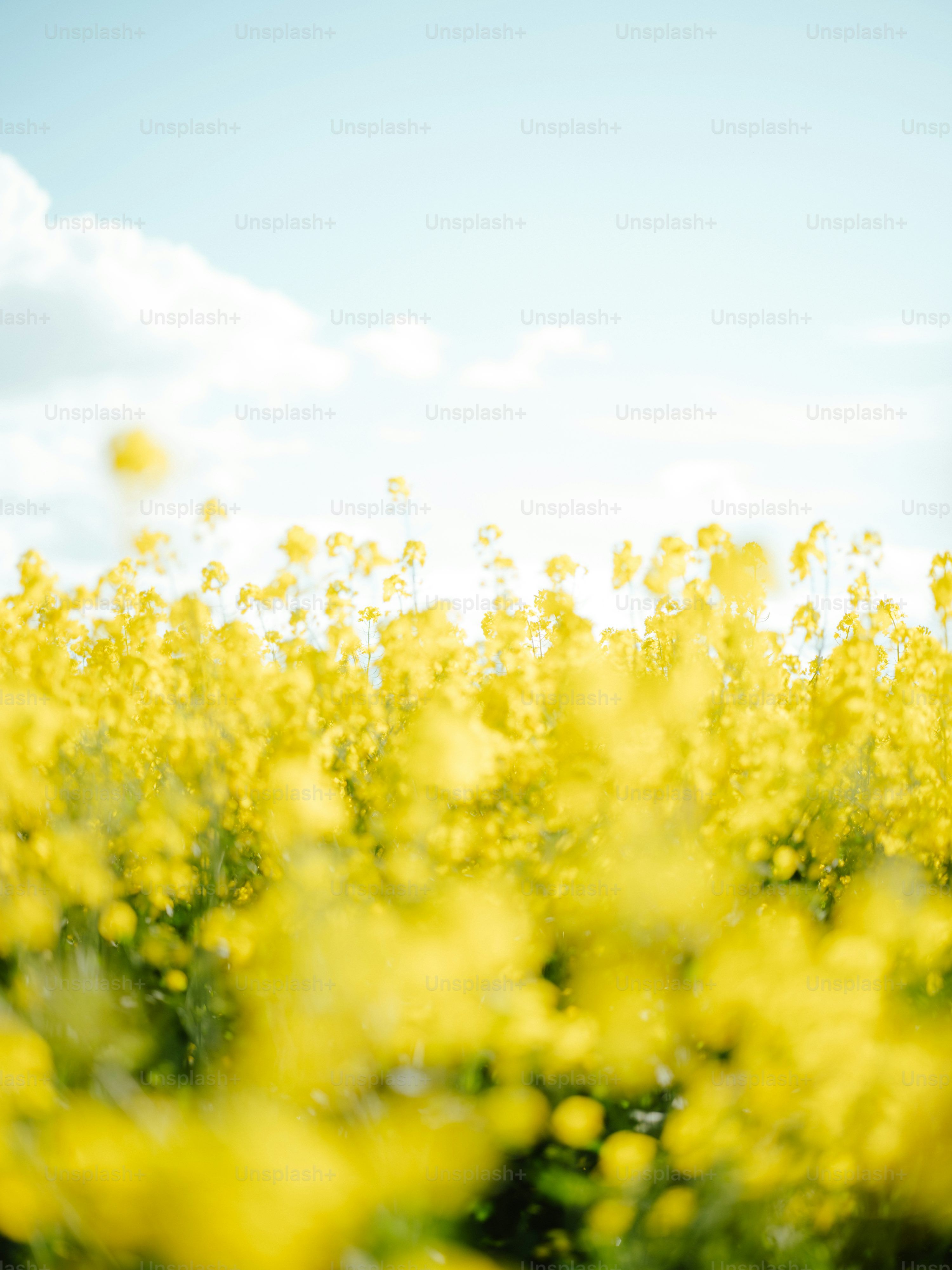 3000x4003 Pastoral Picture. Download Free Image