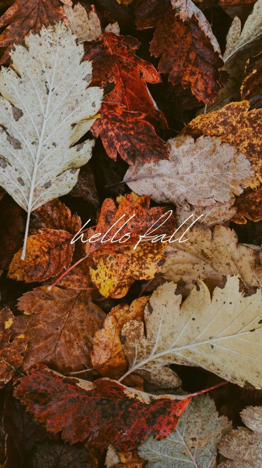 841x1500 Beautiful (and Fun) Fall Phone Wallpaper to Start the Cozy Season