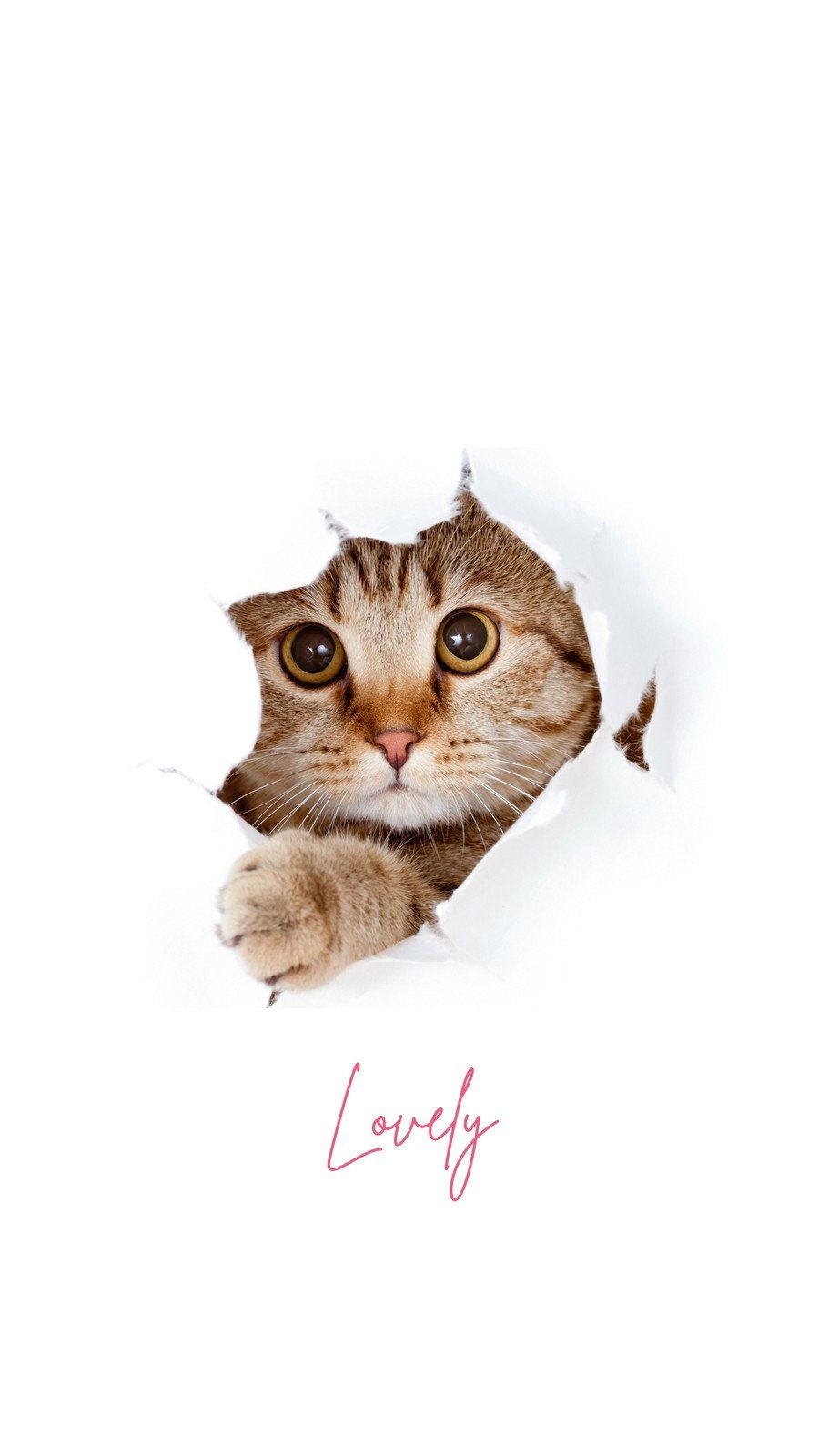 900x1600 Free customizable cat phone wallpaper templates