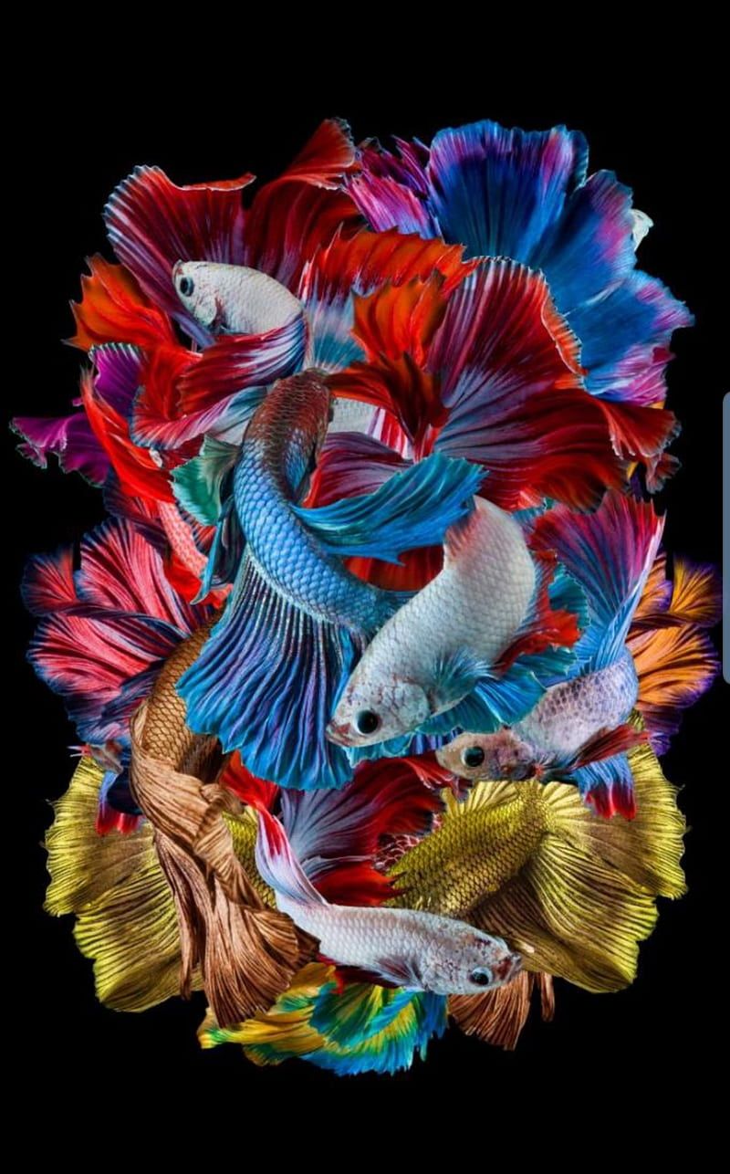 800x1286 HD guppy wallpaper