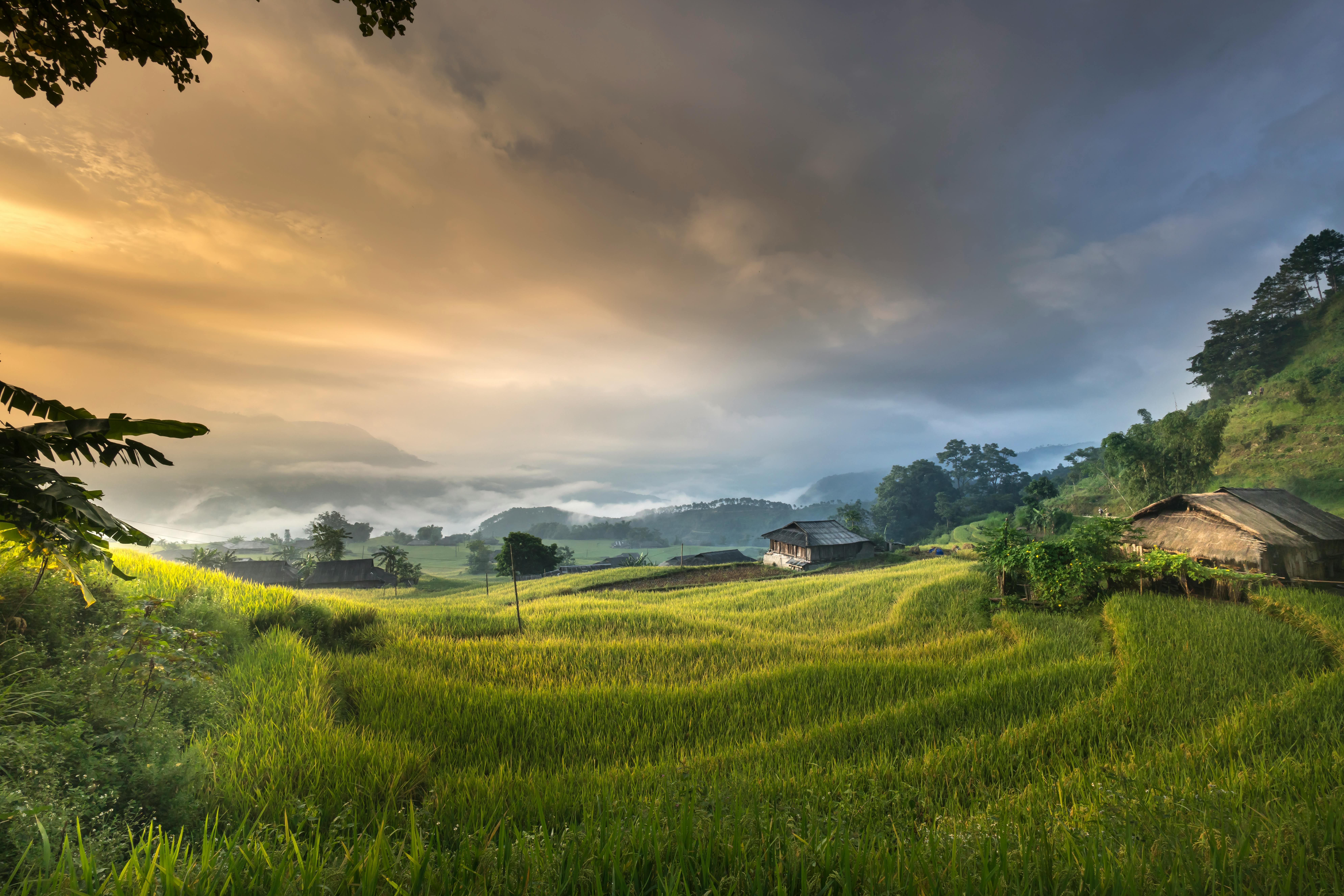 7952x5304 Rice Field Photo, Download The BEST Free Rice Field & HD Image