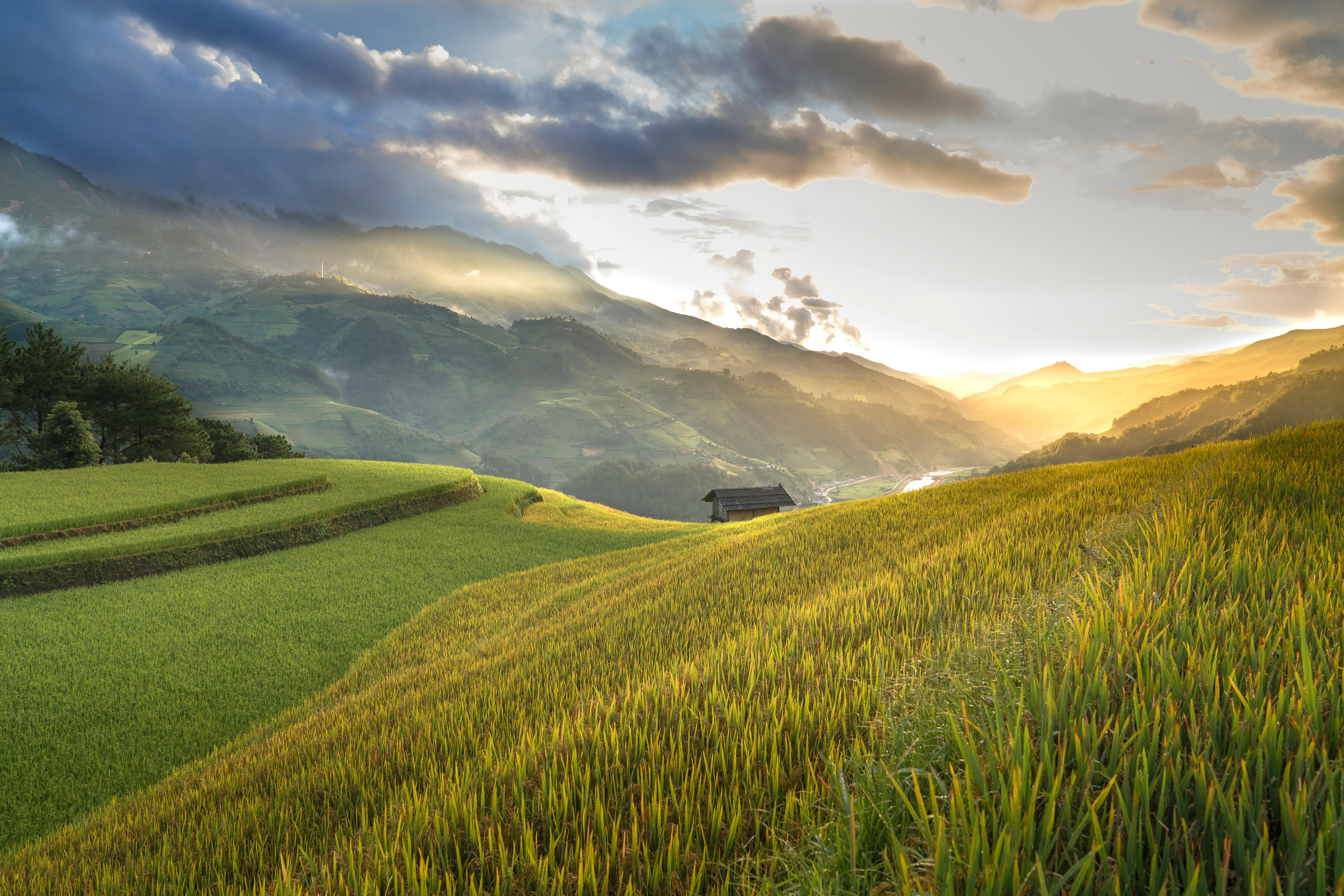 7952x5304 Rice Field Photo, Download The BEST Free Rice Field & HD Image