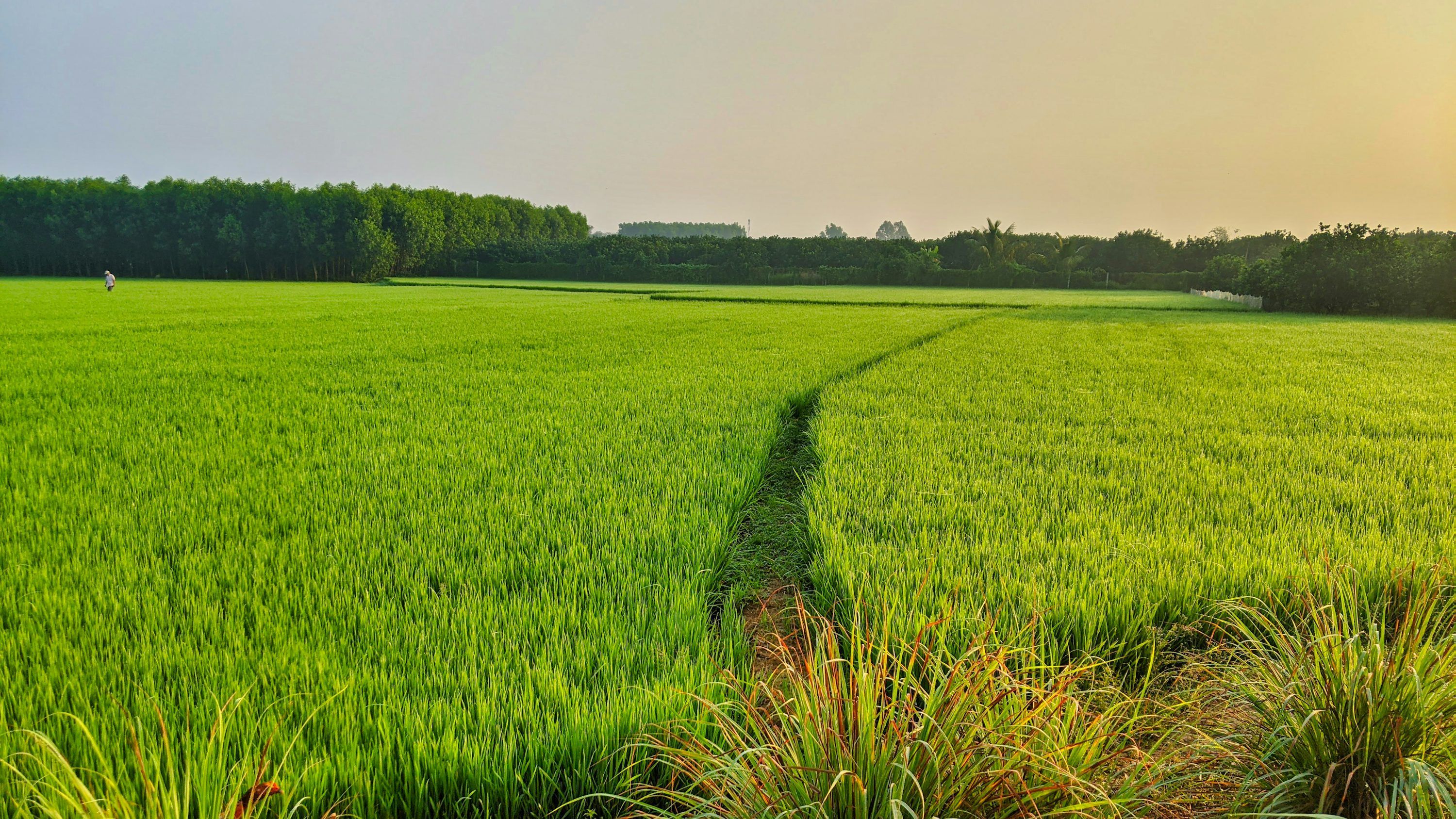 3000x1688 Rice Field Picture [HD]. Download Free Image