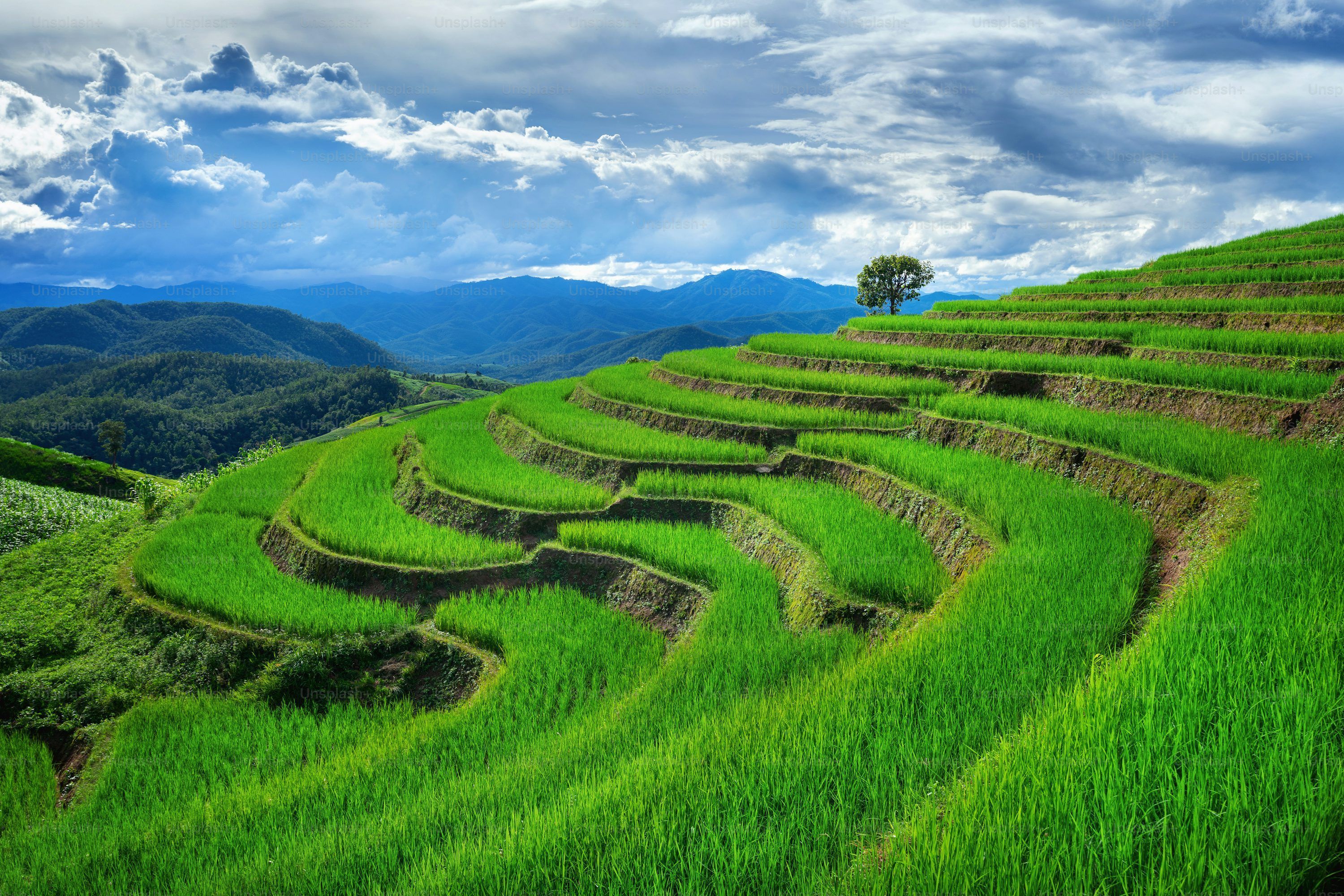 3000x2001 Paddy Field Picture. Download Free Image