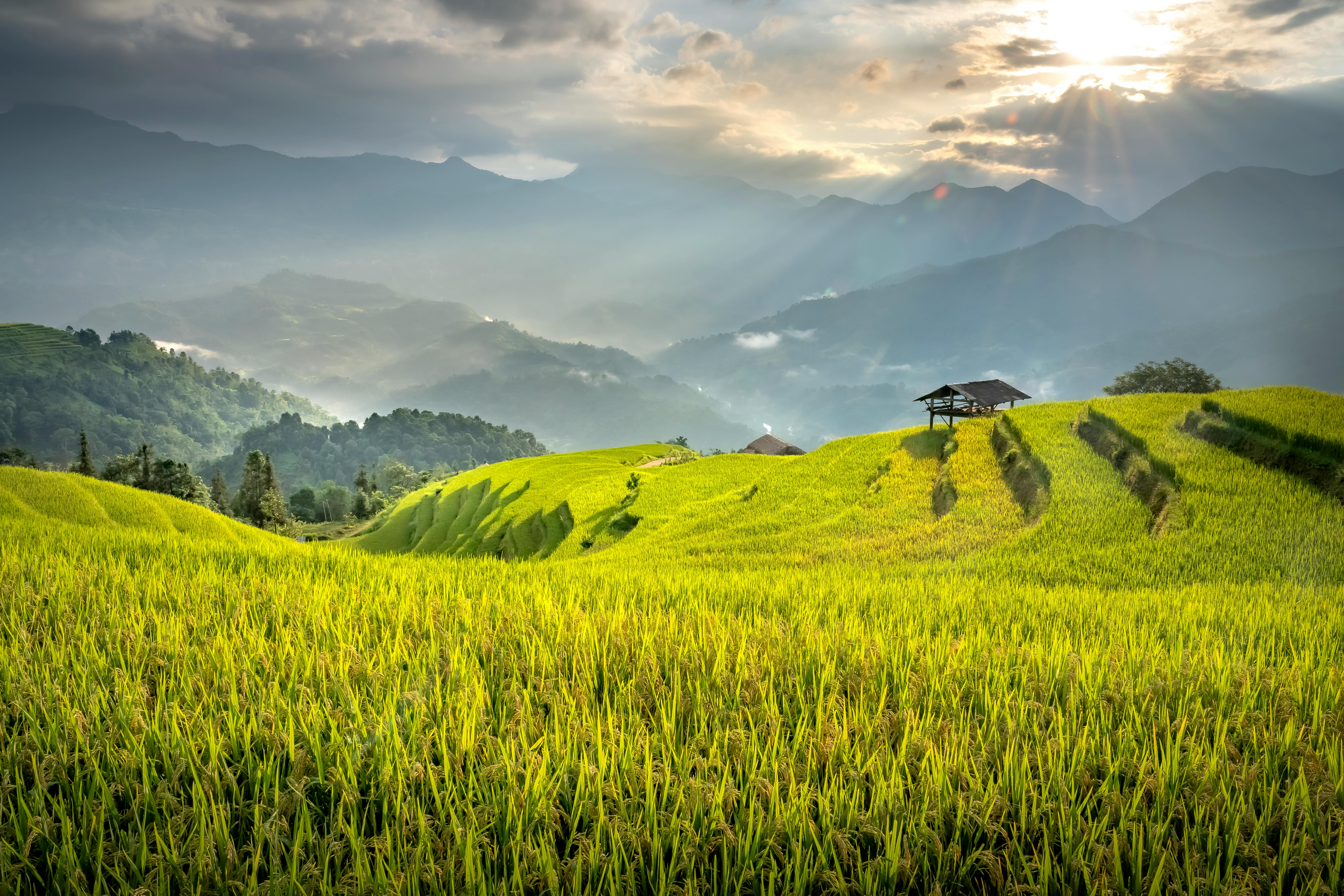 7008x4672 Scenic Terraced Rice Fields at Sunrise · Free