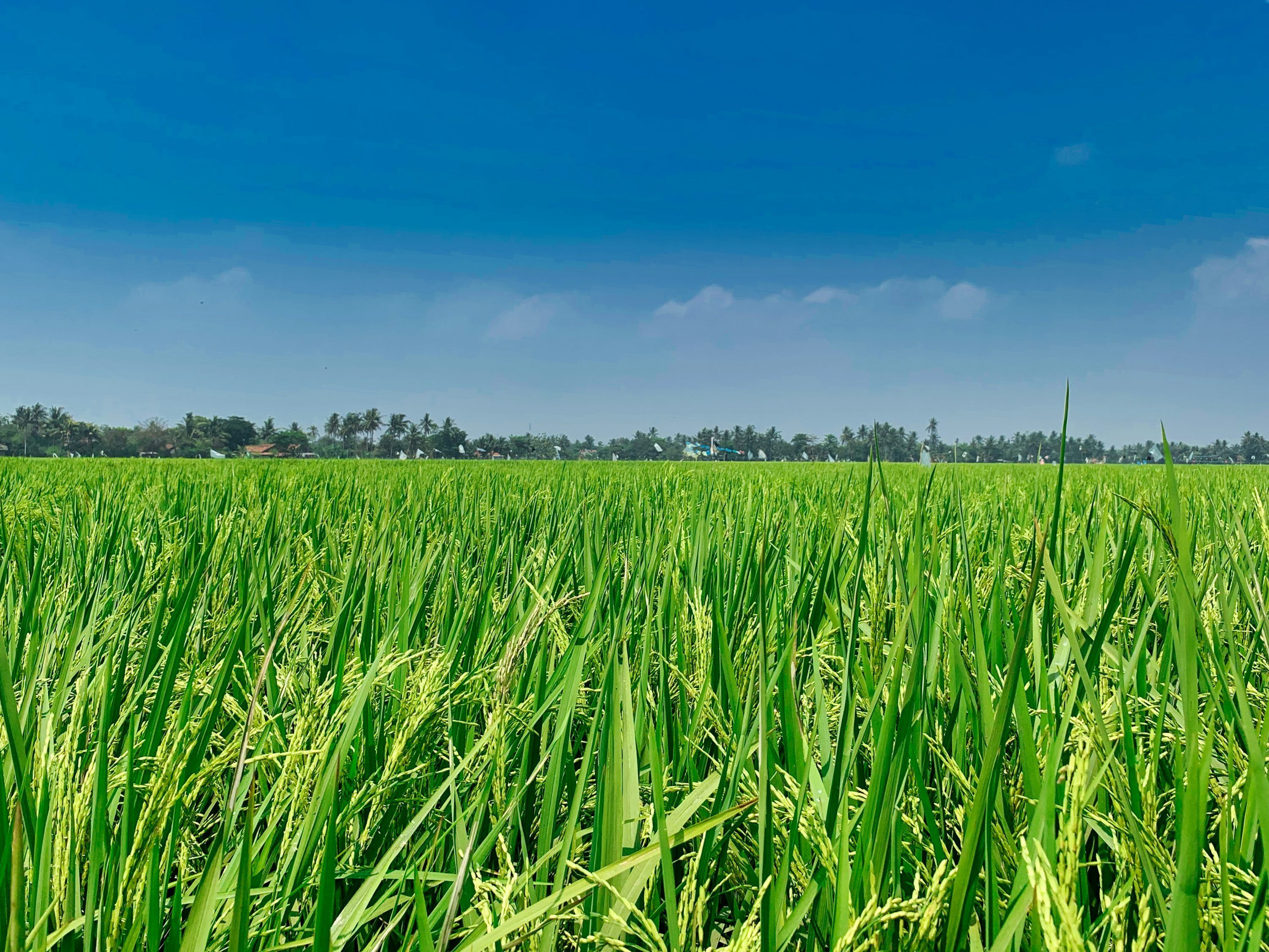 3000x2251 Rice Field Picture [HD]. Download Free Image