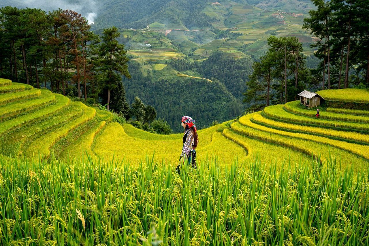 1280x854 Free Rice Paddies & Paddy Image