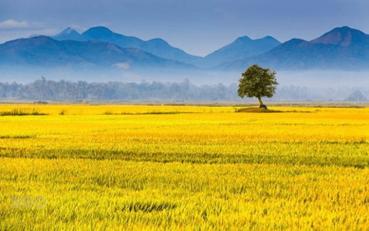 1280x800 Ripe rice field wallpaper Web Store