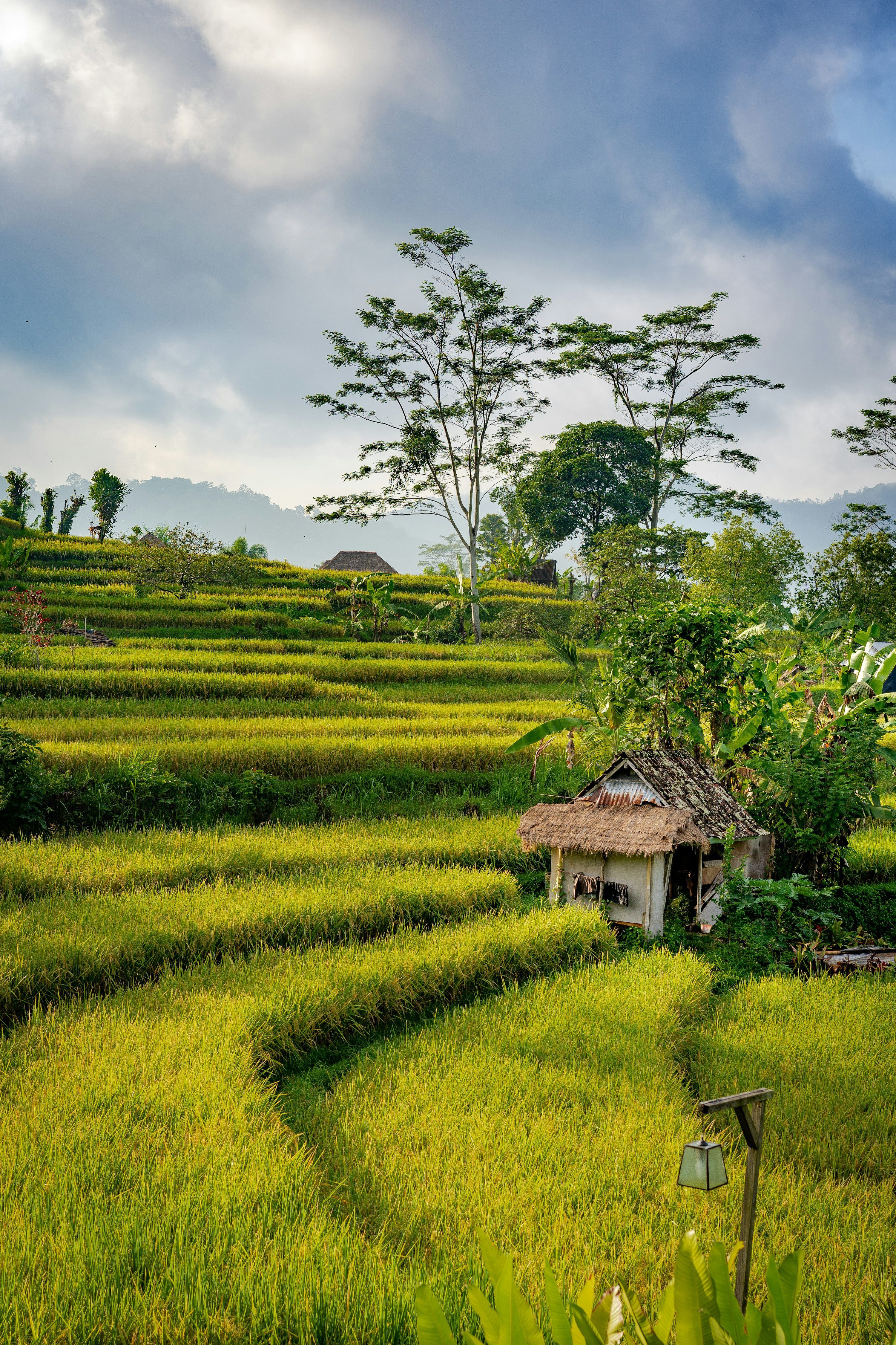 3000x4500 Rice Fields Picture. Download Free Image