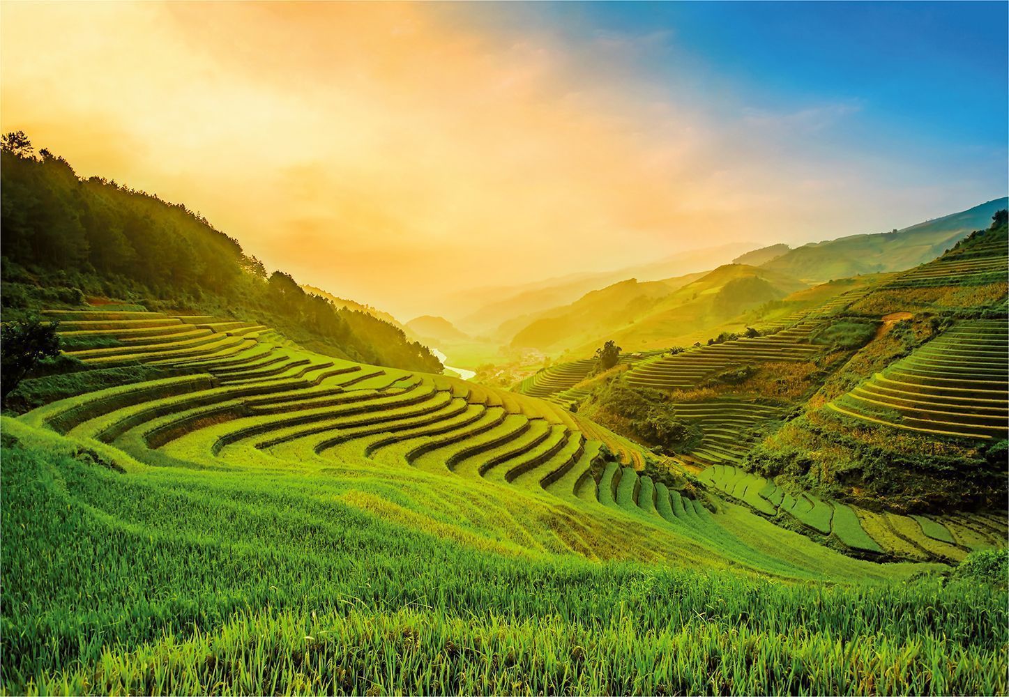 1447x1000 Rice Field Wallpaper, HD Rice Field Background