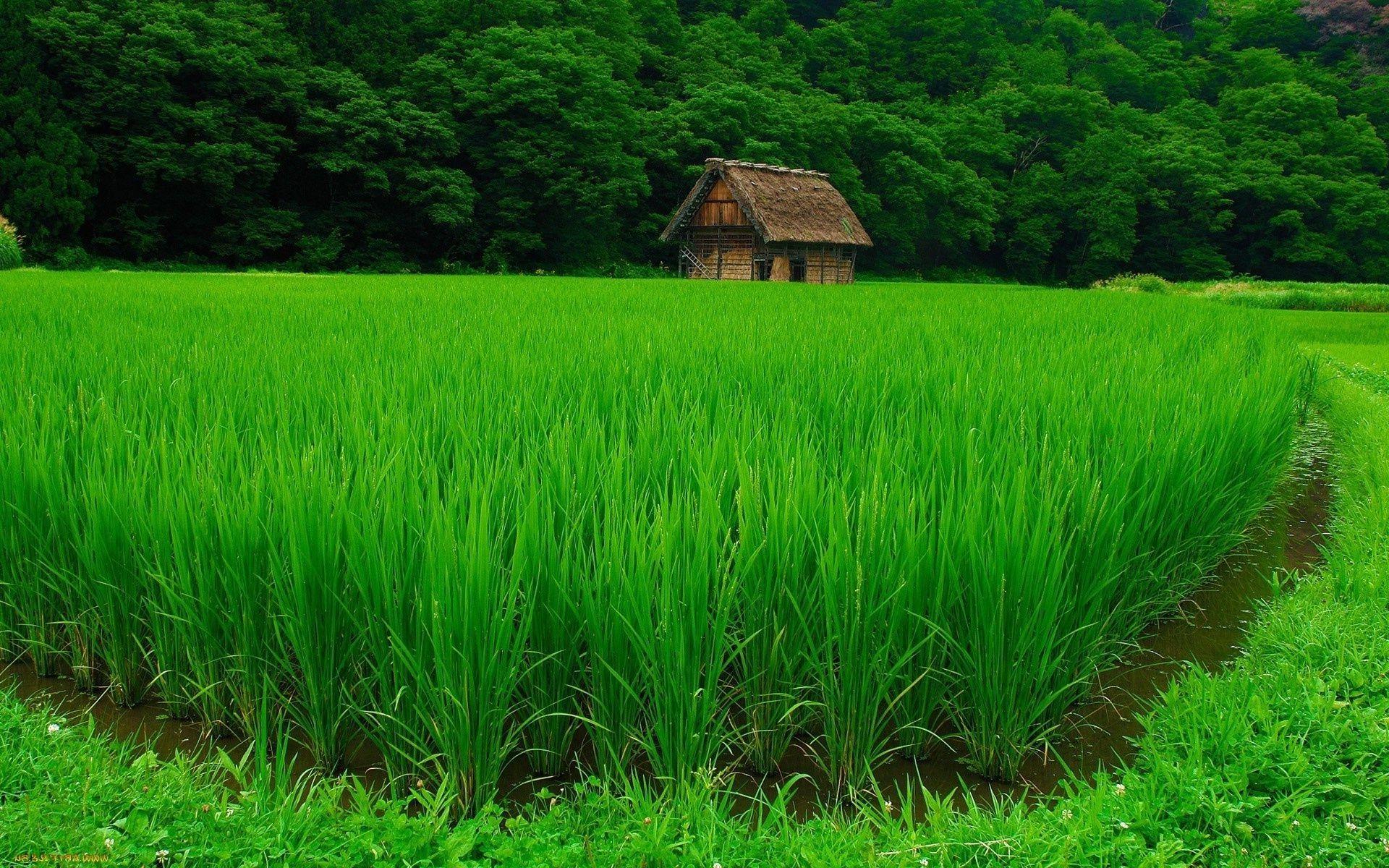 1920x1200 Rice Field Wallpaper
