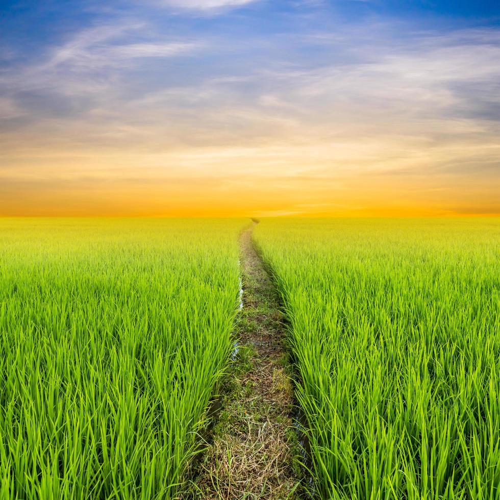 980x980 rice field and clouds sunset with space