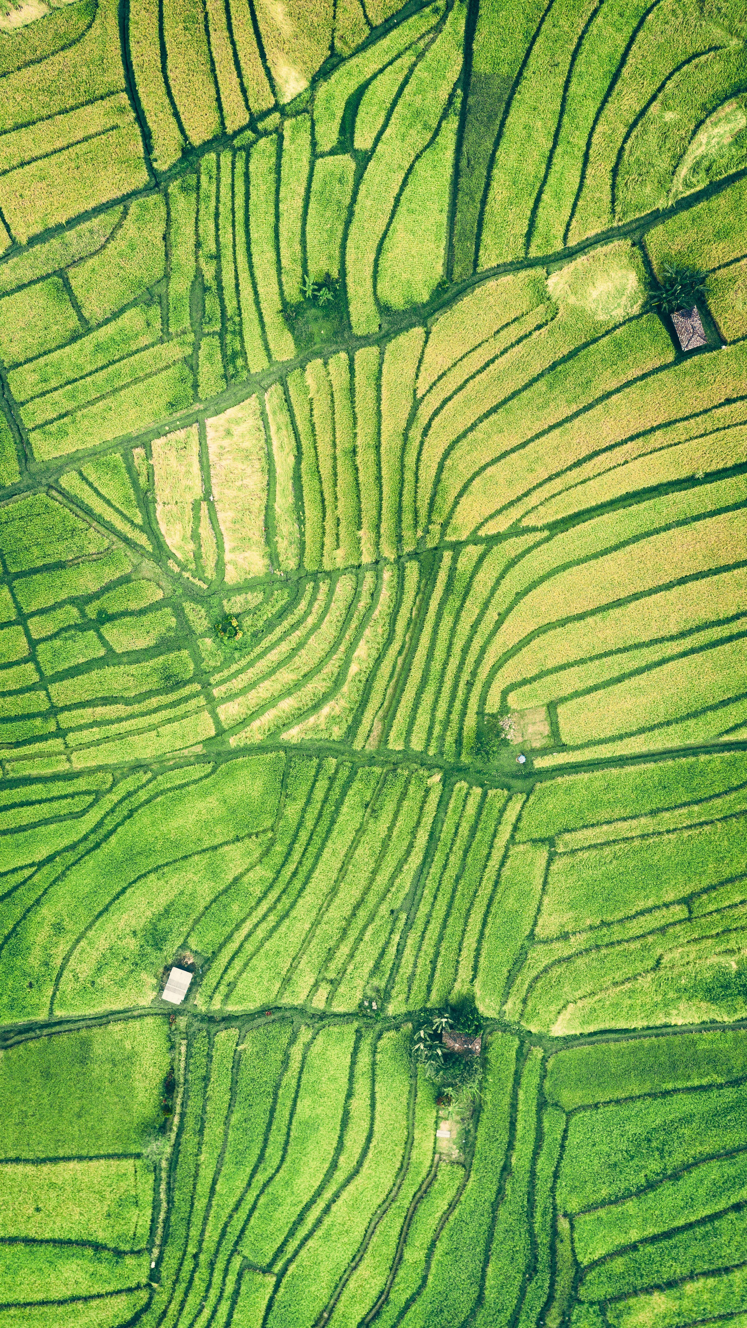 3000x5332 Aerial photography of rice field photo