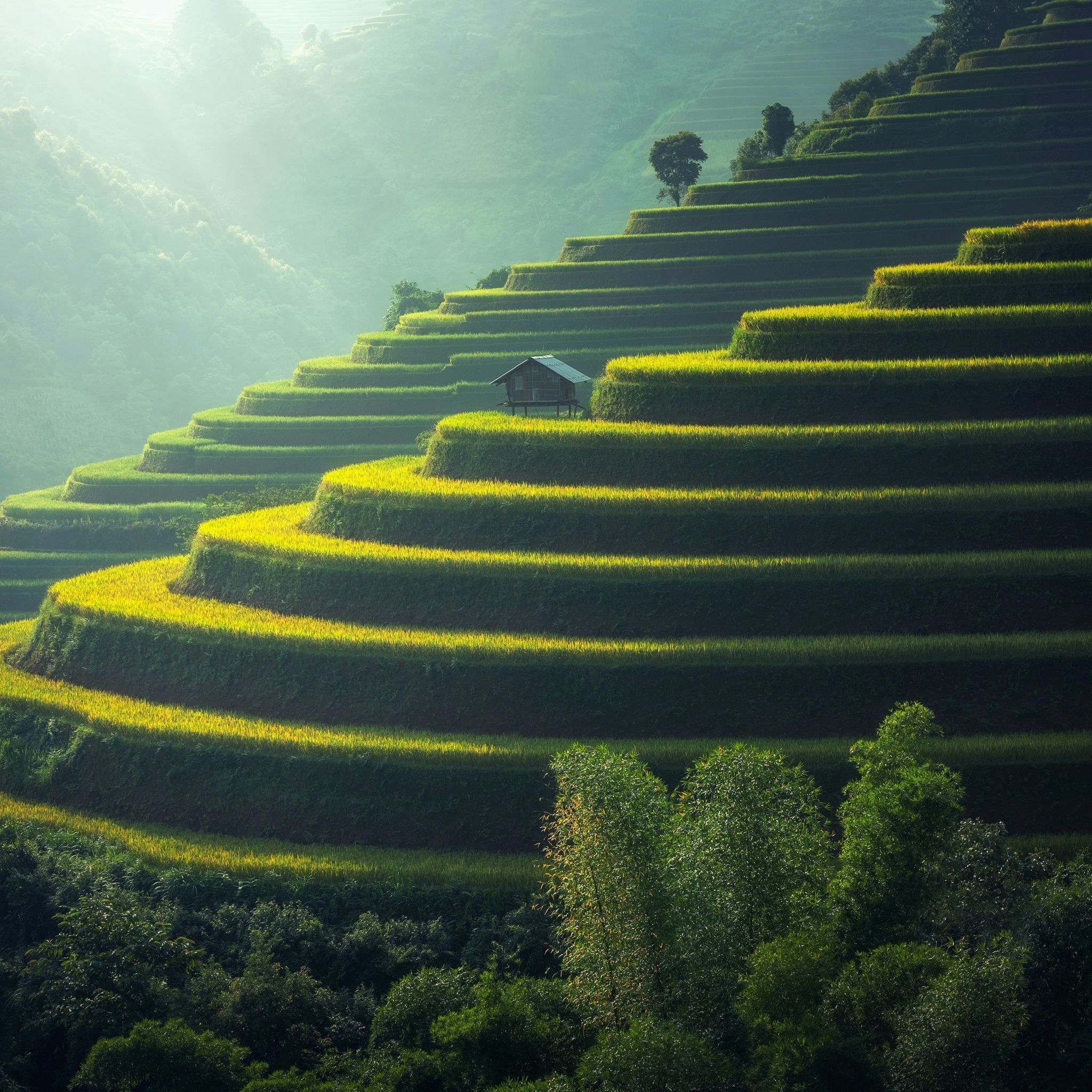 2048x2048 Rice fields Wallpaper 4K, Agriculture, Paddy fields