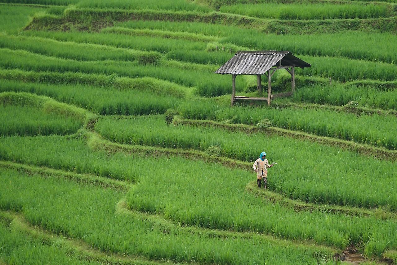 1280x853 Free Paddy Field & Paddy Image