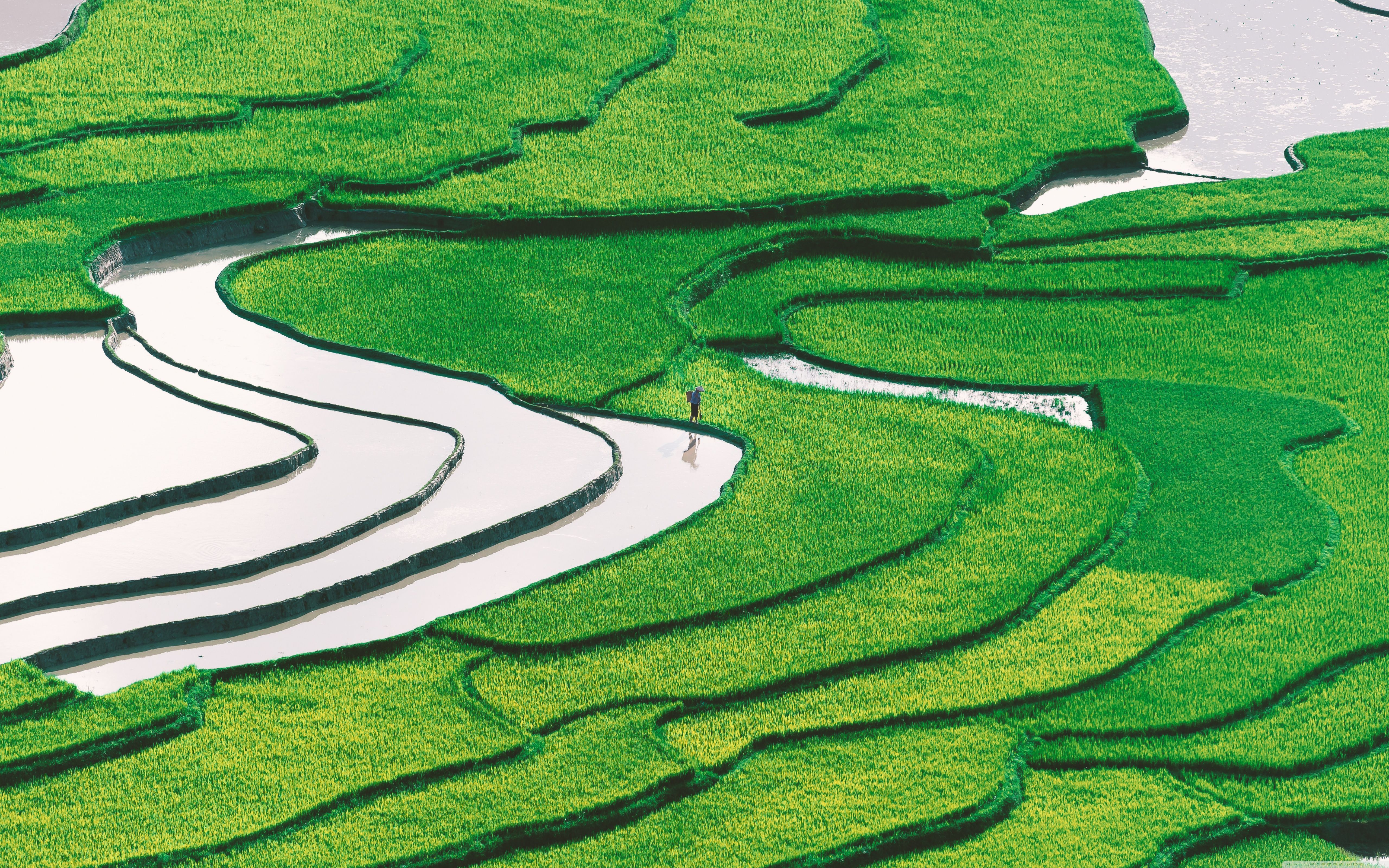5120x3200 Rice Field 4K UHD Wallpaper for UltraHD Desktop and TV : Widescreen and UltraWide Display : Dual Monitor : Smartphone and Tablet Devices