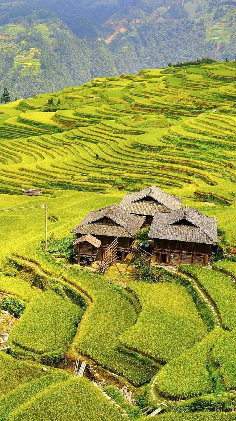 800x1422 Rice In India, beauty, green, natural rice in india, nature, HD phone wallpaper