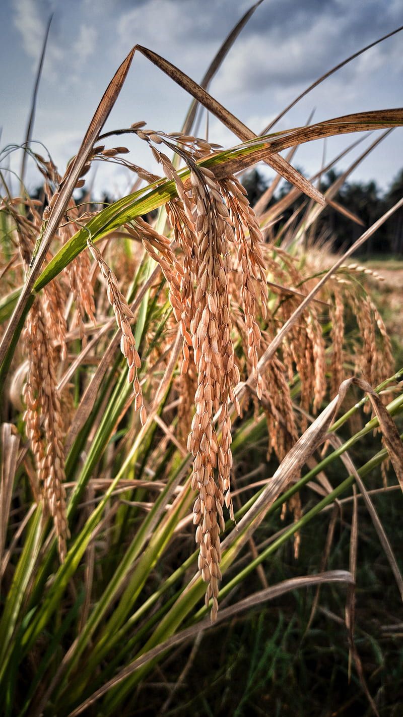 800x1422 Paddy field, fields, paddy, rice, weather, HD phone wallpaper