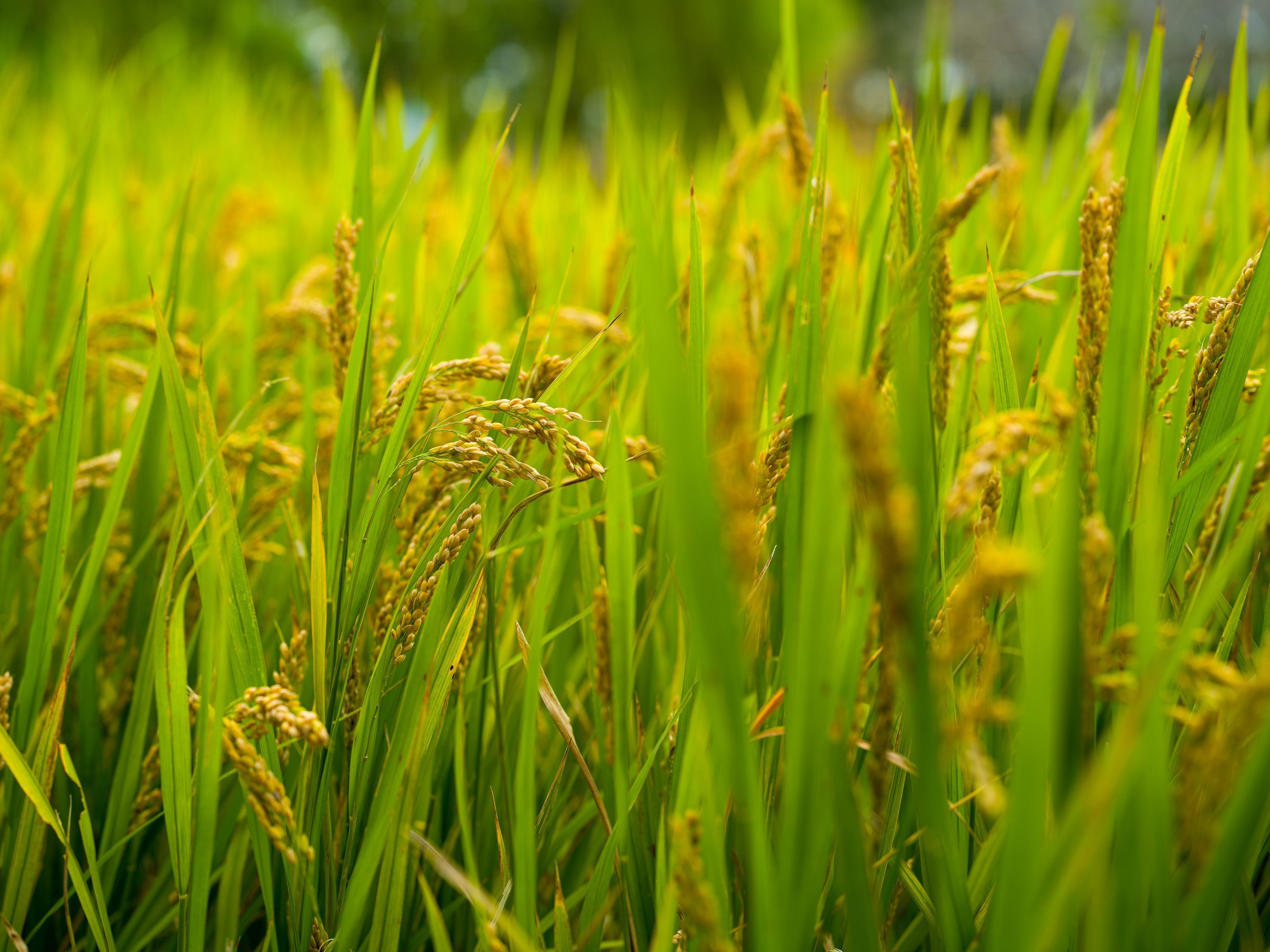 3000x2250 Rice Field Picture [HD]. Download Free Image