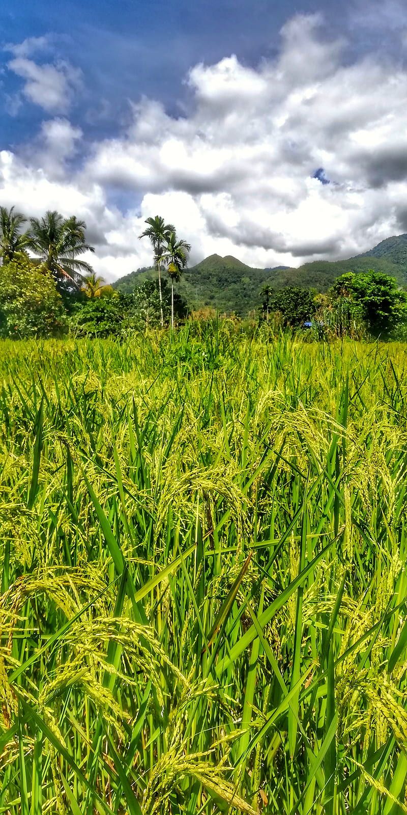 800x1600 Mount Wakid, gunung wakid, paddy, rice, field, green, sabah, sunsuron, tambunan, HD phone wallpaper